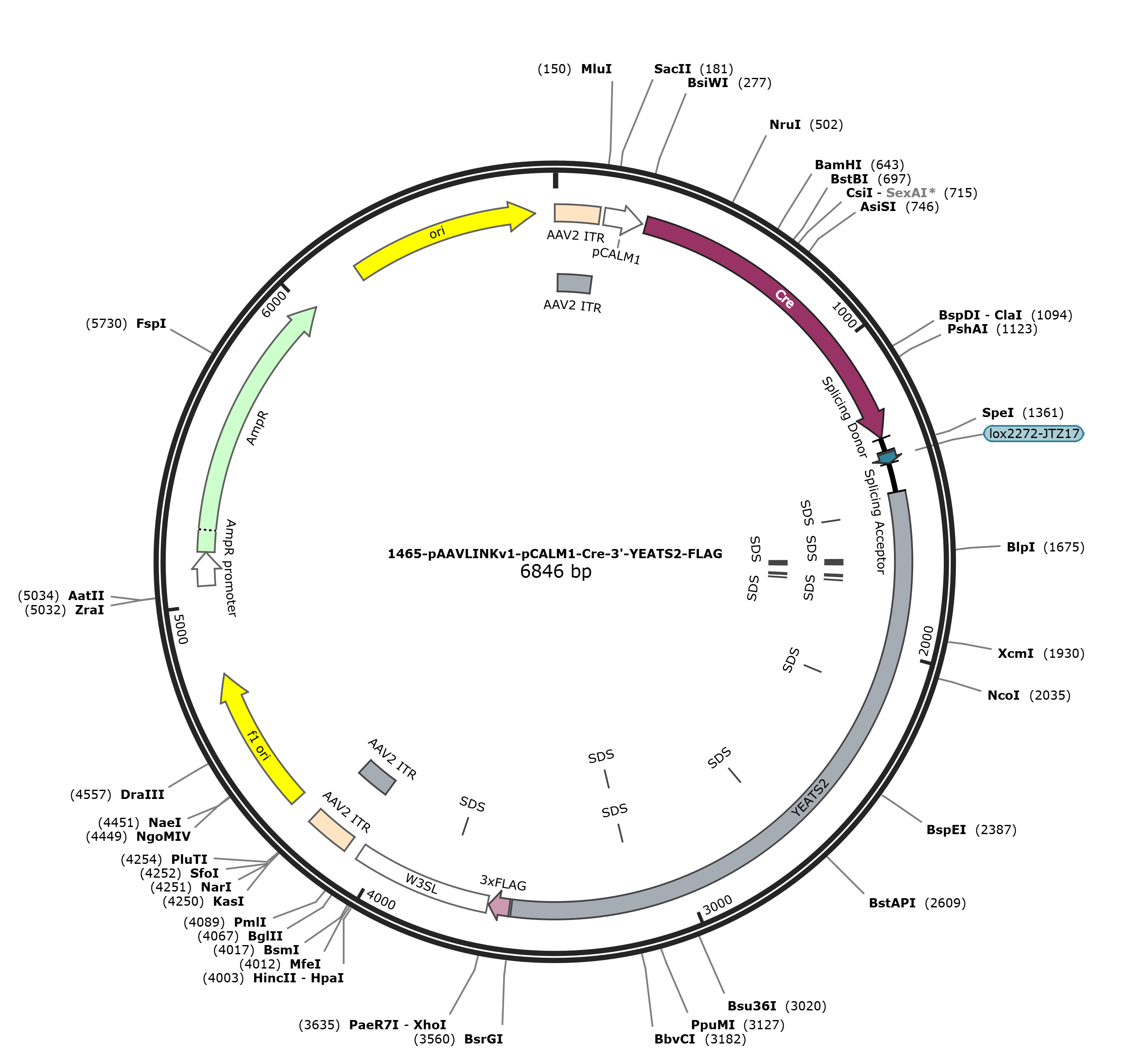 pAAVLINKv1-pCALM1-Cre-3-YEATS2-FLAG载体图谱