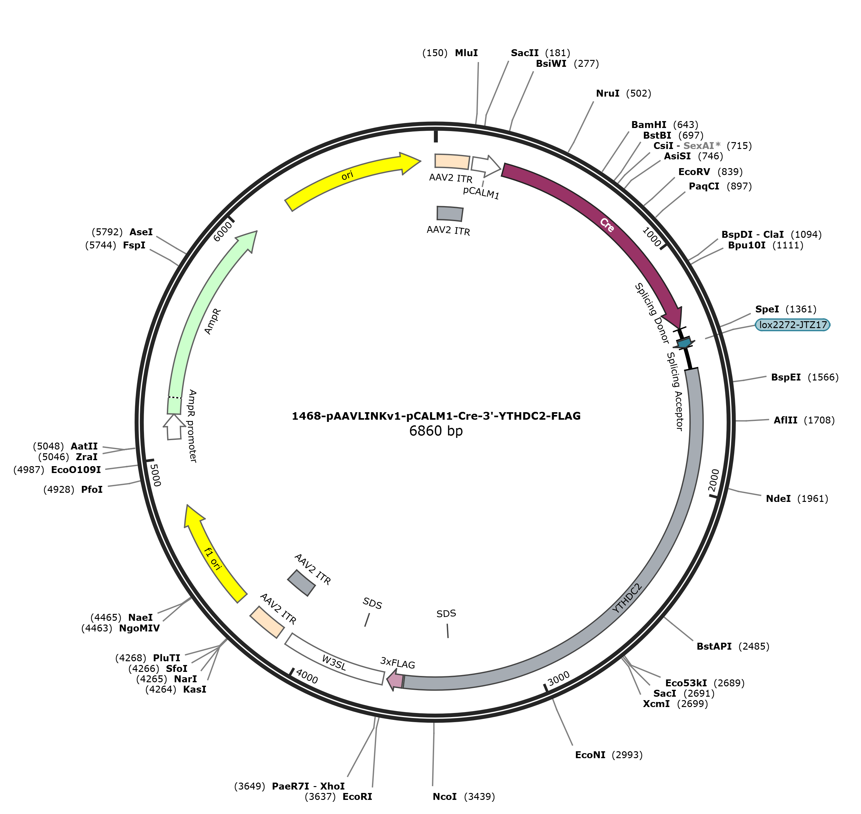 pAAVLINKv1-pCALM1-Cre-3-YTHDC2-FLAG载体图谱