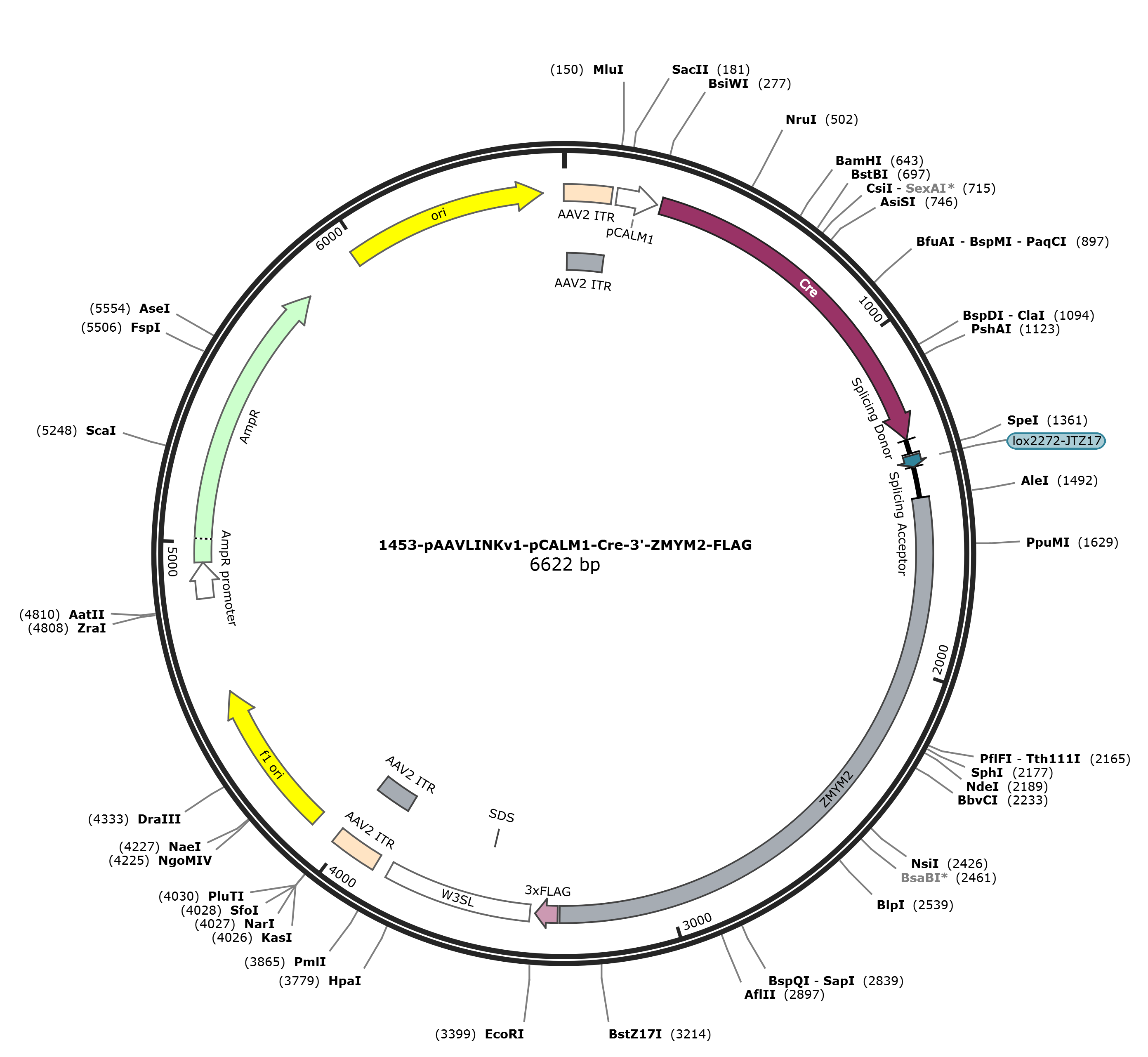 pAAVLINKv1-pCALM1-Cre-3-ZMYM2-FLAG载体图谱