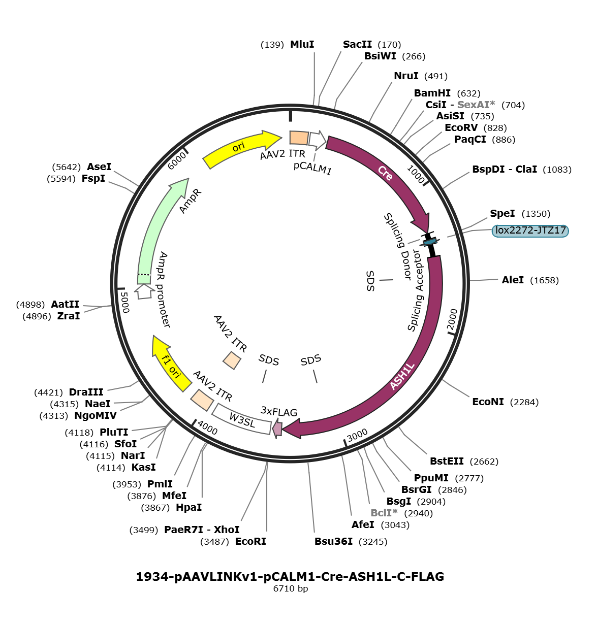 pAAVLINKv1-pCALM1-Cre-ASH1L-C-FLAG载体图谱
