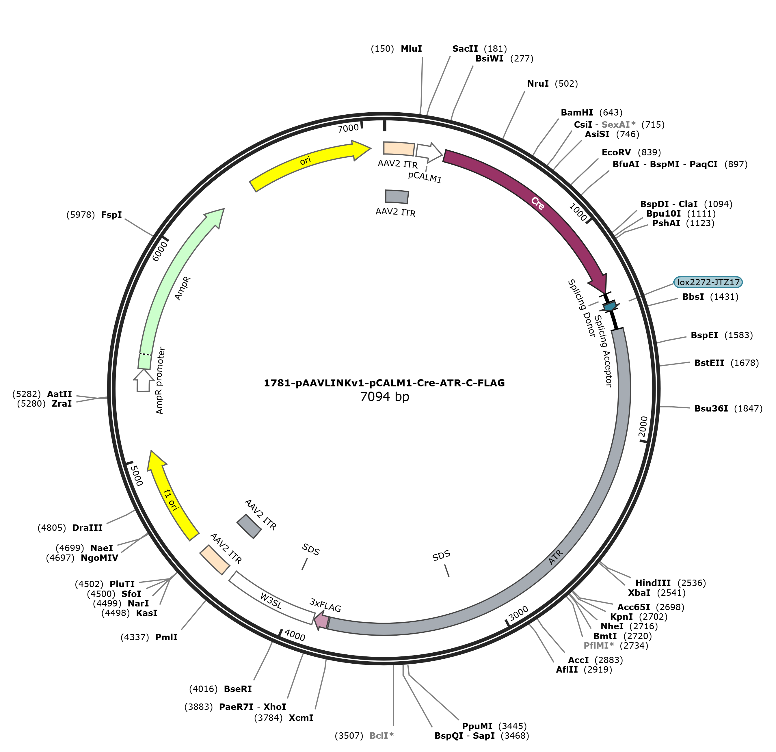 pAAVLINKv1-pCALM1-Cre-ATR-C-FLAG载体图谱