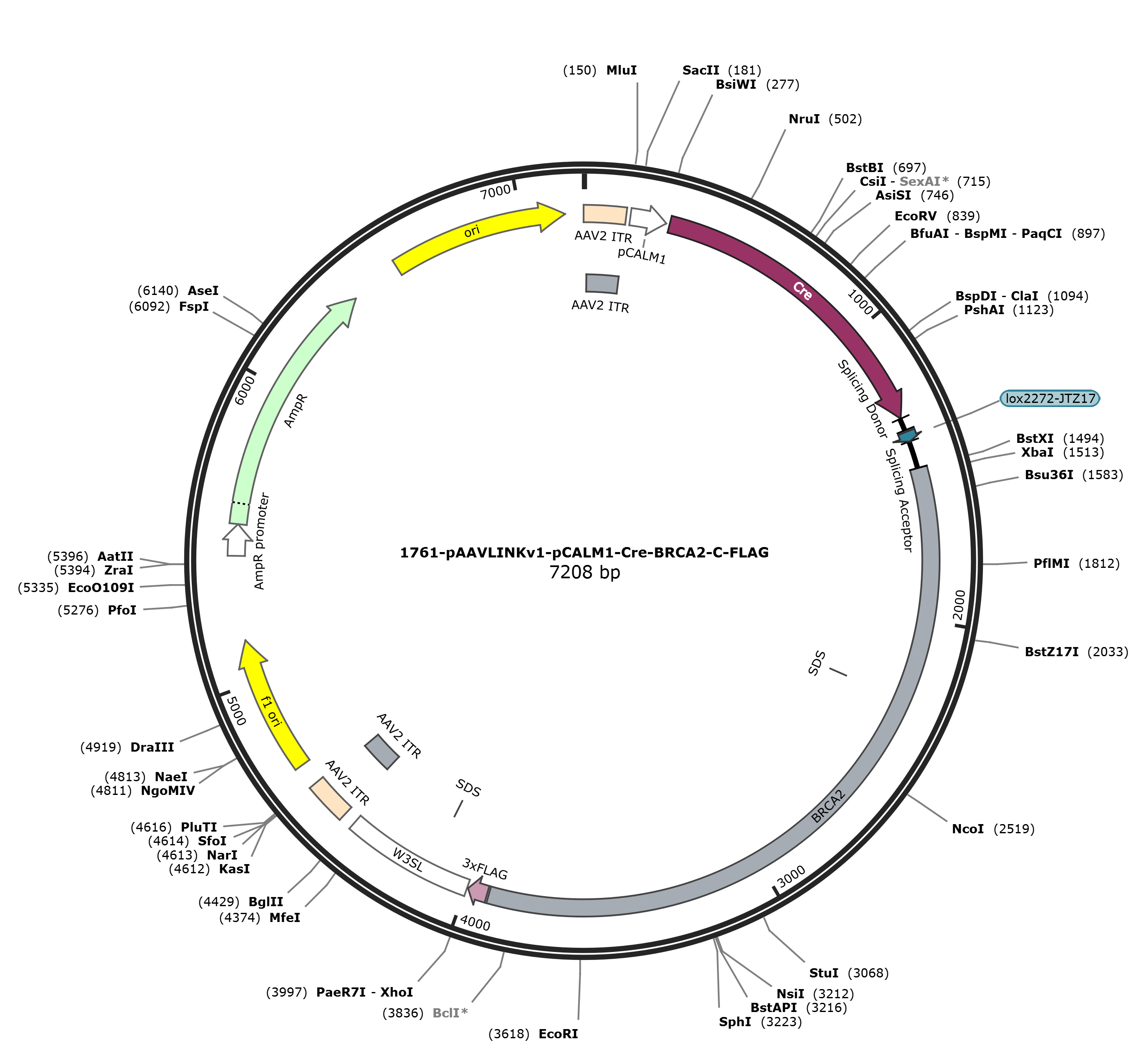 pAAVLINKv1-pCALM1-Cre-BRCA2-C-FLAG载体图谱