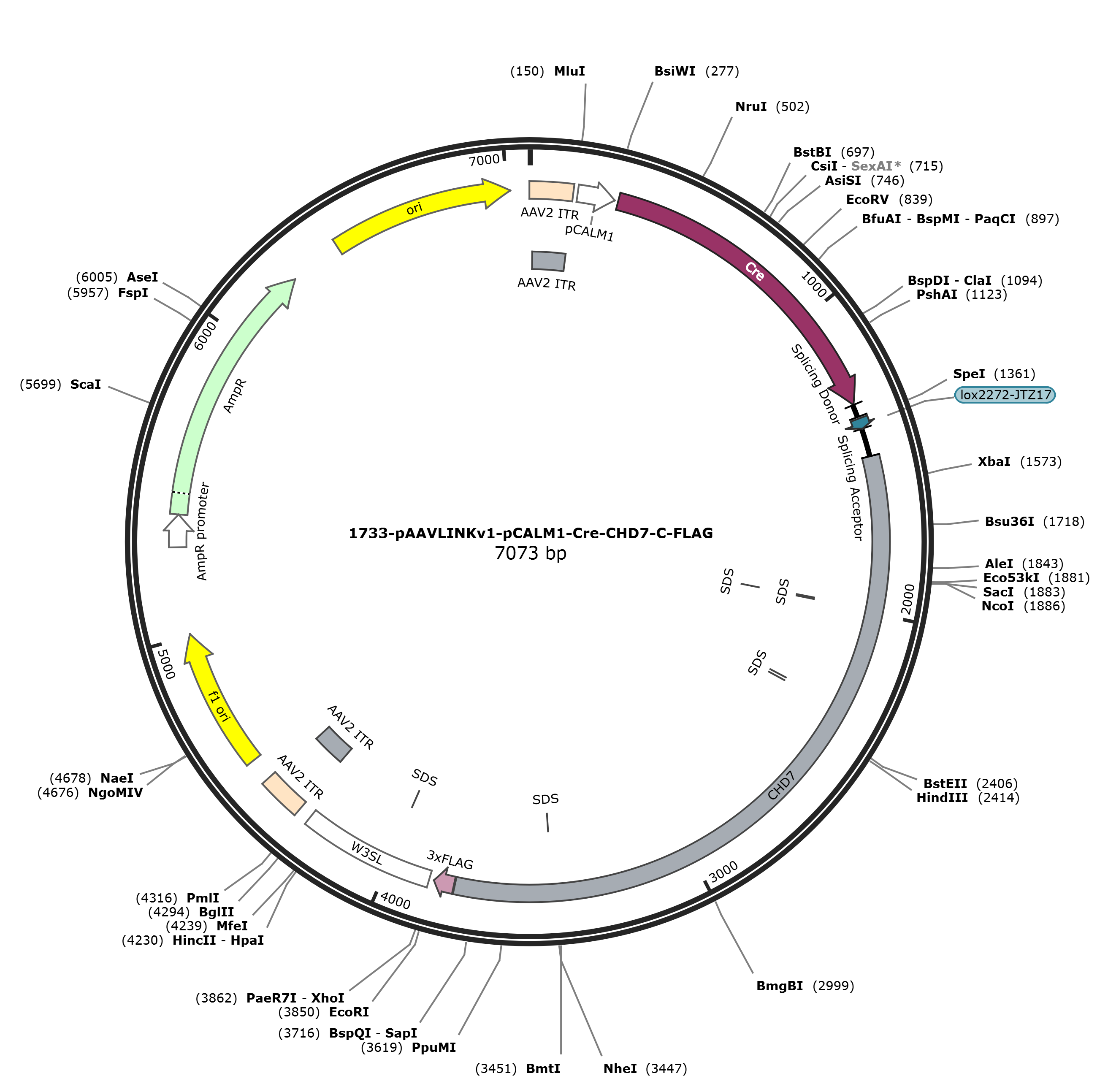 pAAVLINKv1-pCALM1-Cre-CHD7-C-FLAG载体图谱