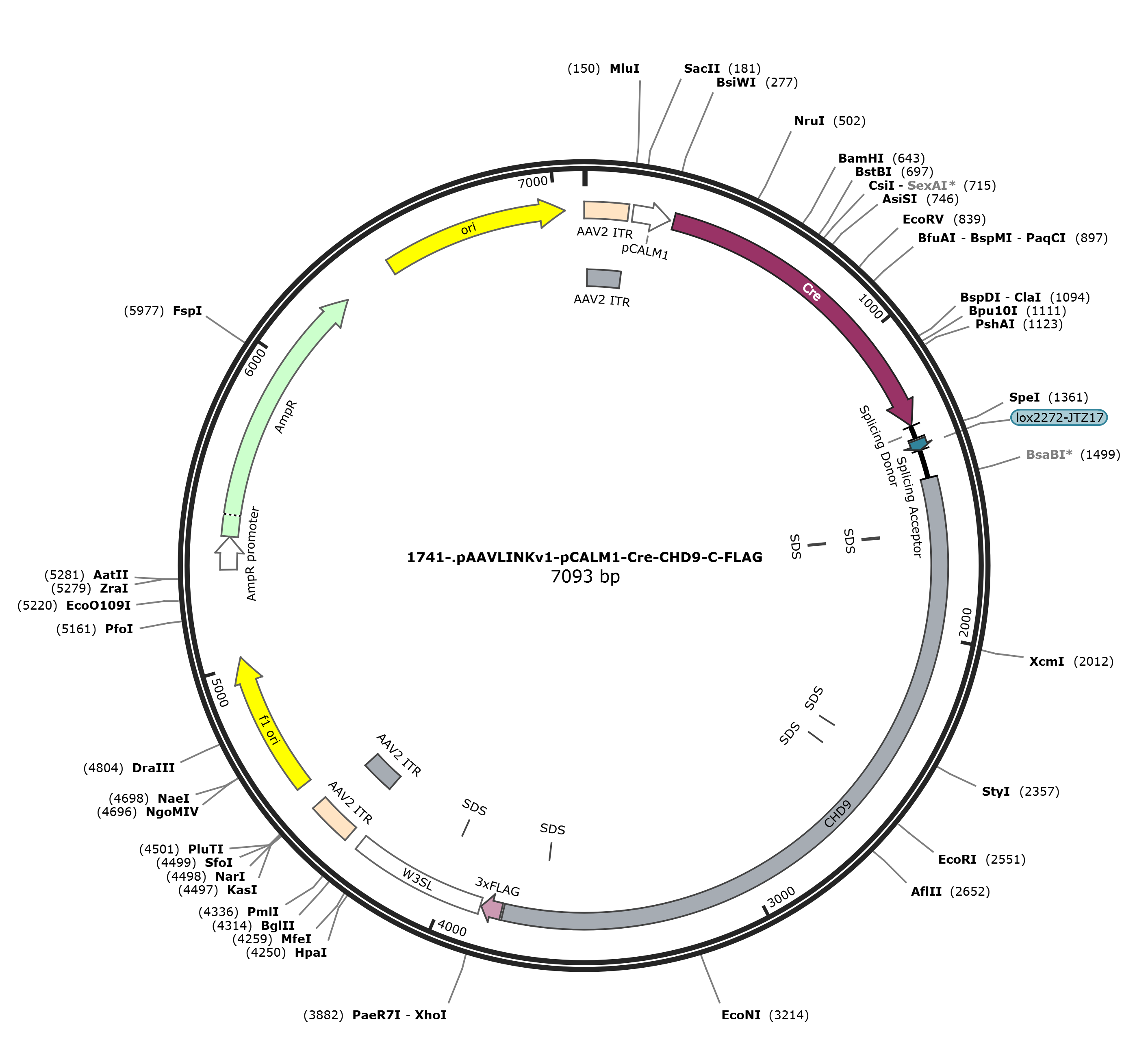 pAAVLINKv1-pCALM1-Cre-CHD9-C-FLAG载体图谱