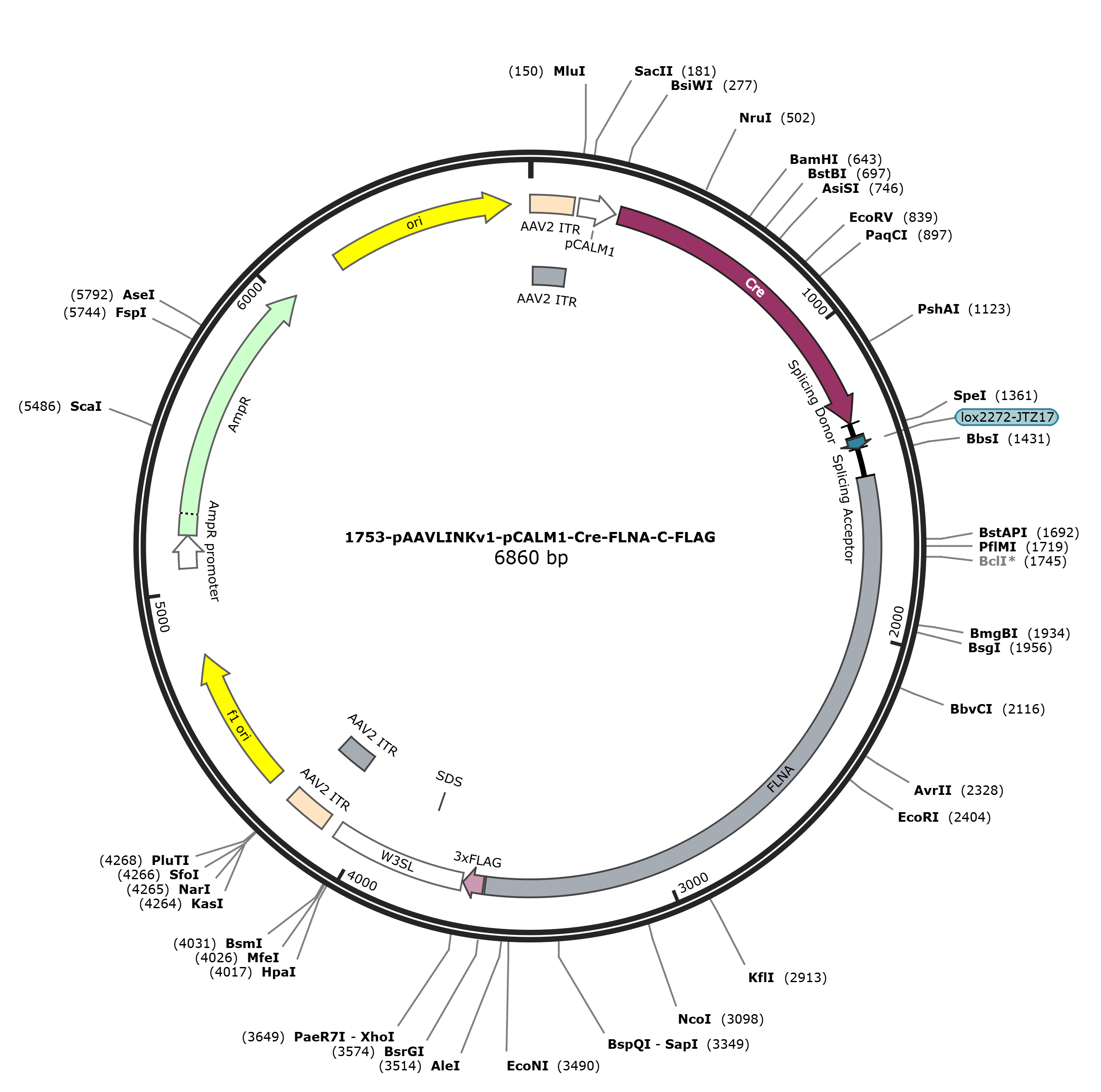 pAAVLINKv1-pCALM1-Cre-FLNA-C-FLAG载体图谱