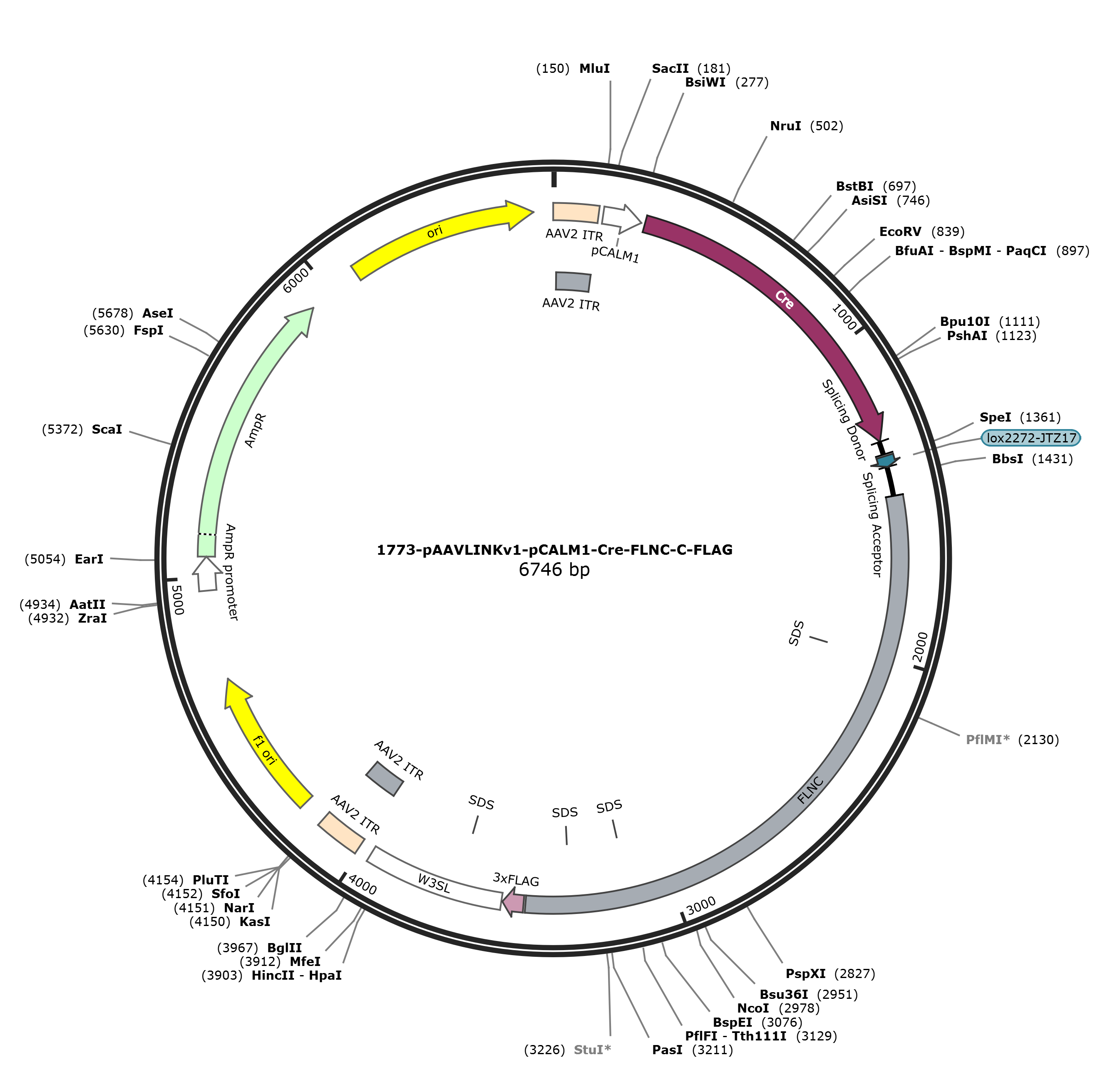 pAAVLINKv1-pCALM1-Cre-FLNC-C-FLAG载体图谱