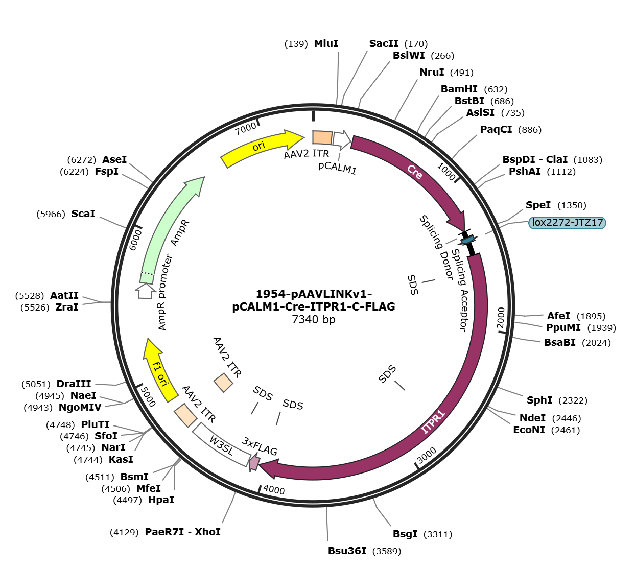 pAAVLINKv1-pCALM1-Cre-ITPR1-C-FLAG载体图谱