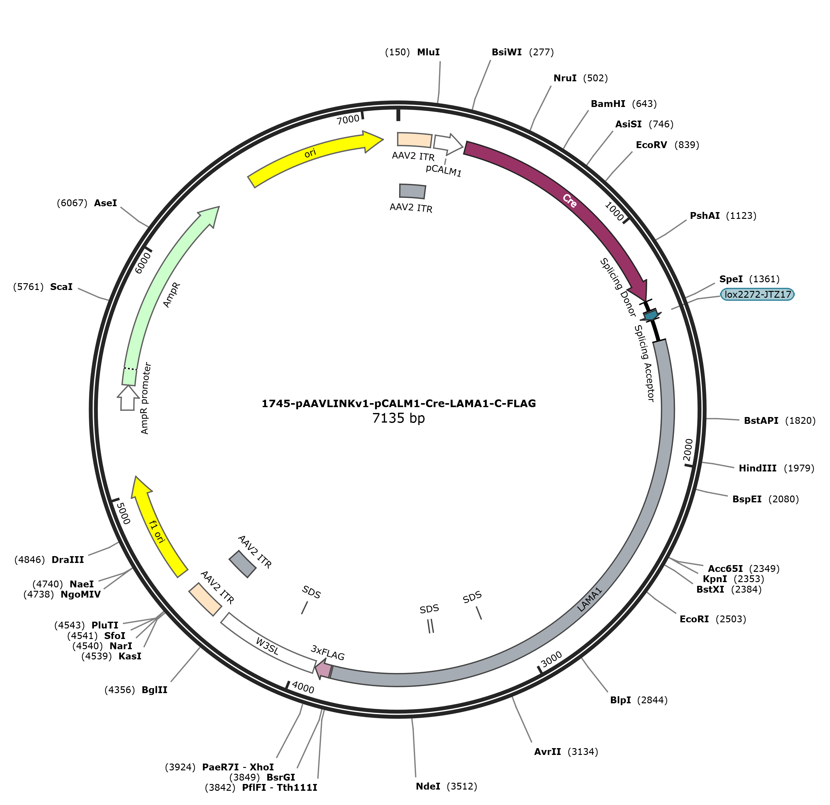pAAVLINKv1-pCALM1-Cre-LAMA1-C-FLAG载体图谱
