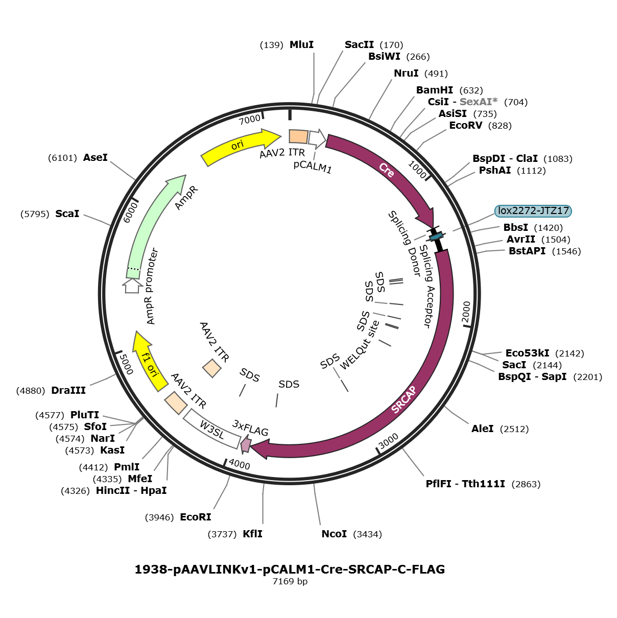 pAAVLINKv1-pCALM1-Cre-SRCAP-C-FLAG载体图谱