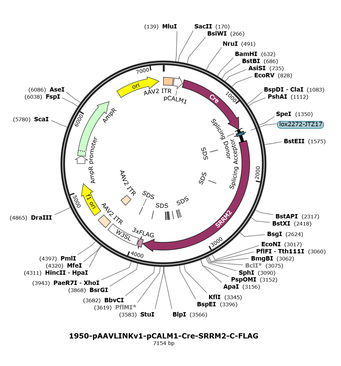 pAAVLINKv1-pCALM1-Cre-SRRM2-C-FLAG载体图谱