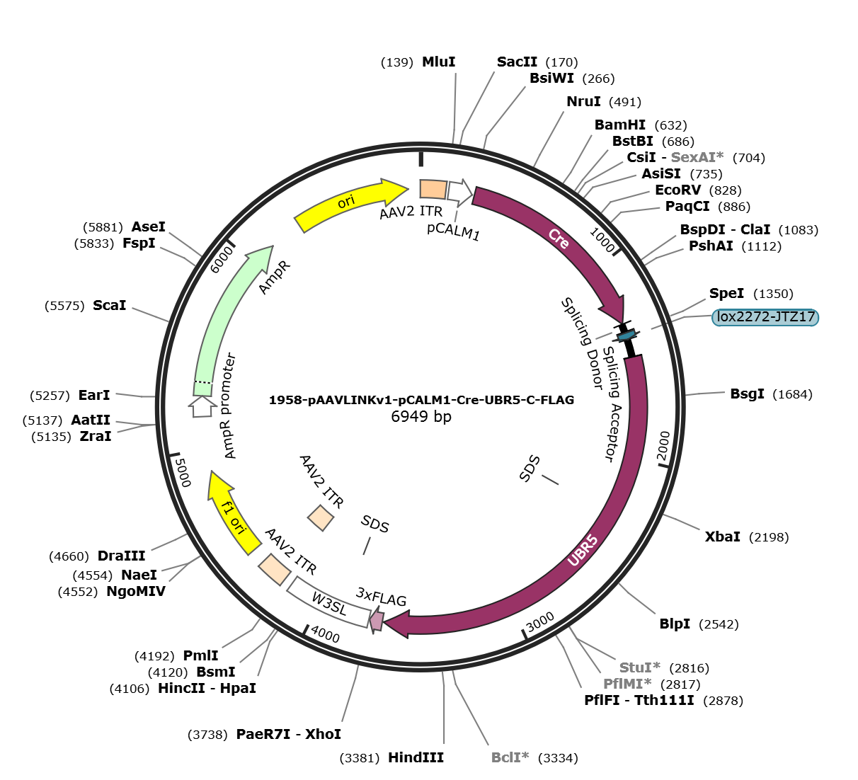 pAAVLINKv1-pCALM1-Cre-UBR5-C-FLAG载体图谱