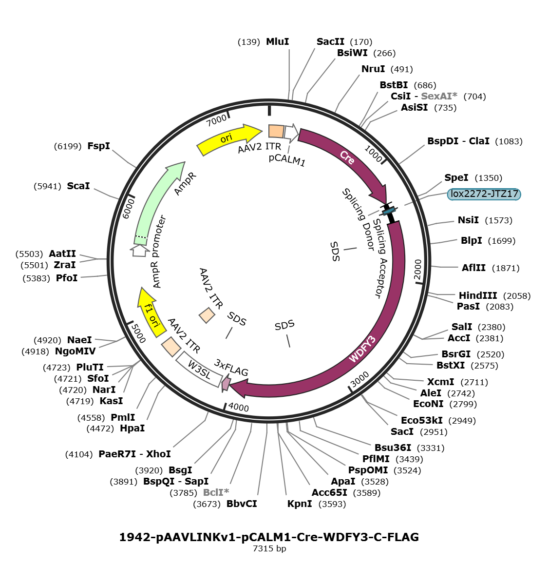pAAVLINKv1-pCALM1-Cre-WDFY3-C-FLAG载体图谱