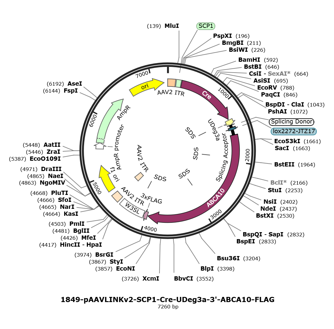 pAAVLINKv2-SCP1-Cre-UDeg3a-3-ABCA10-FLAG载体图谱