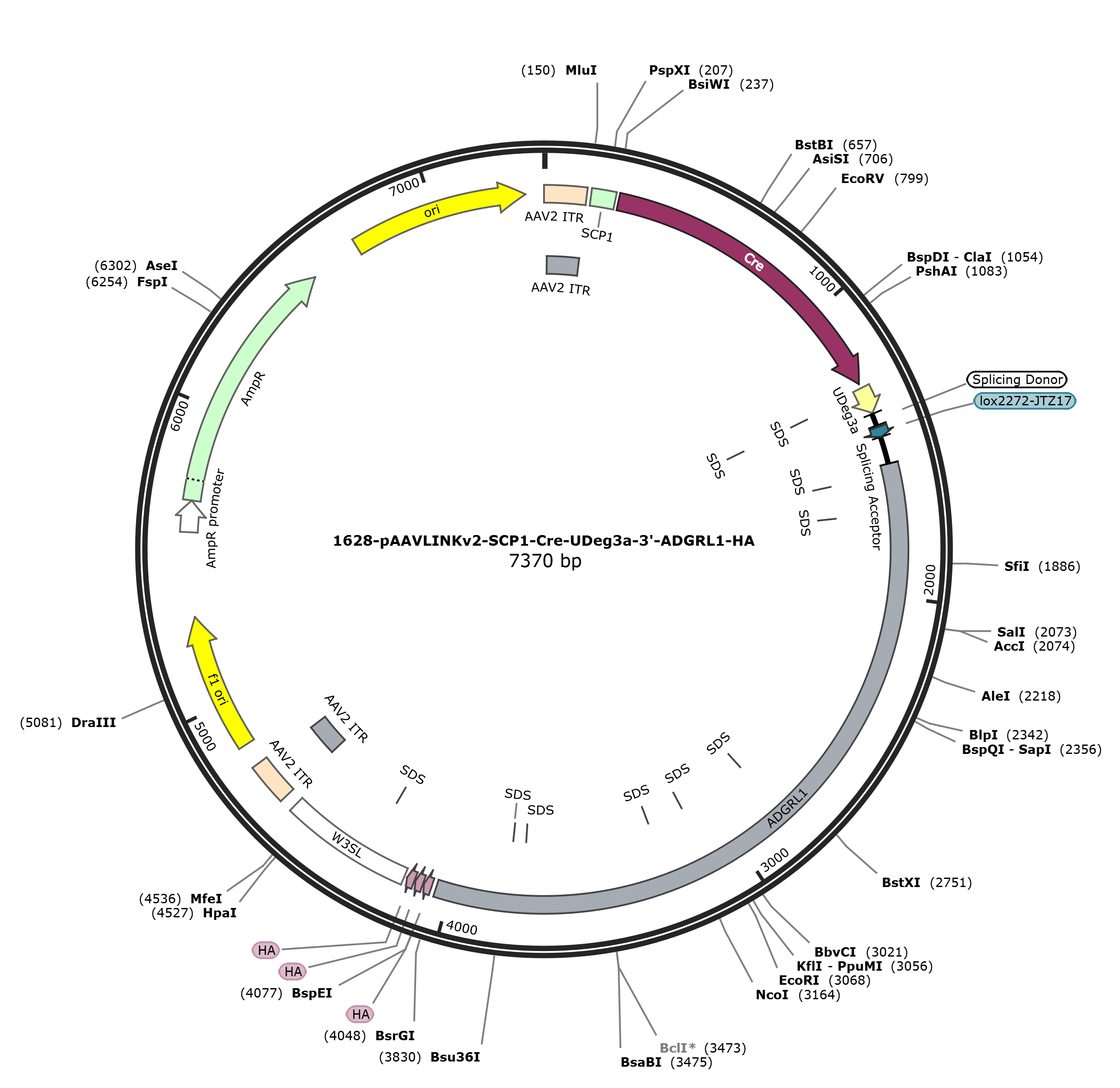 pAAVLINKv2-SCP1-Cre-UDeg3a-3-ADGRL1-HA载体图谱