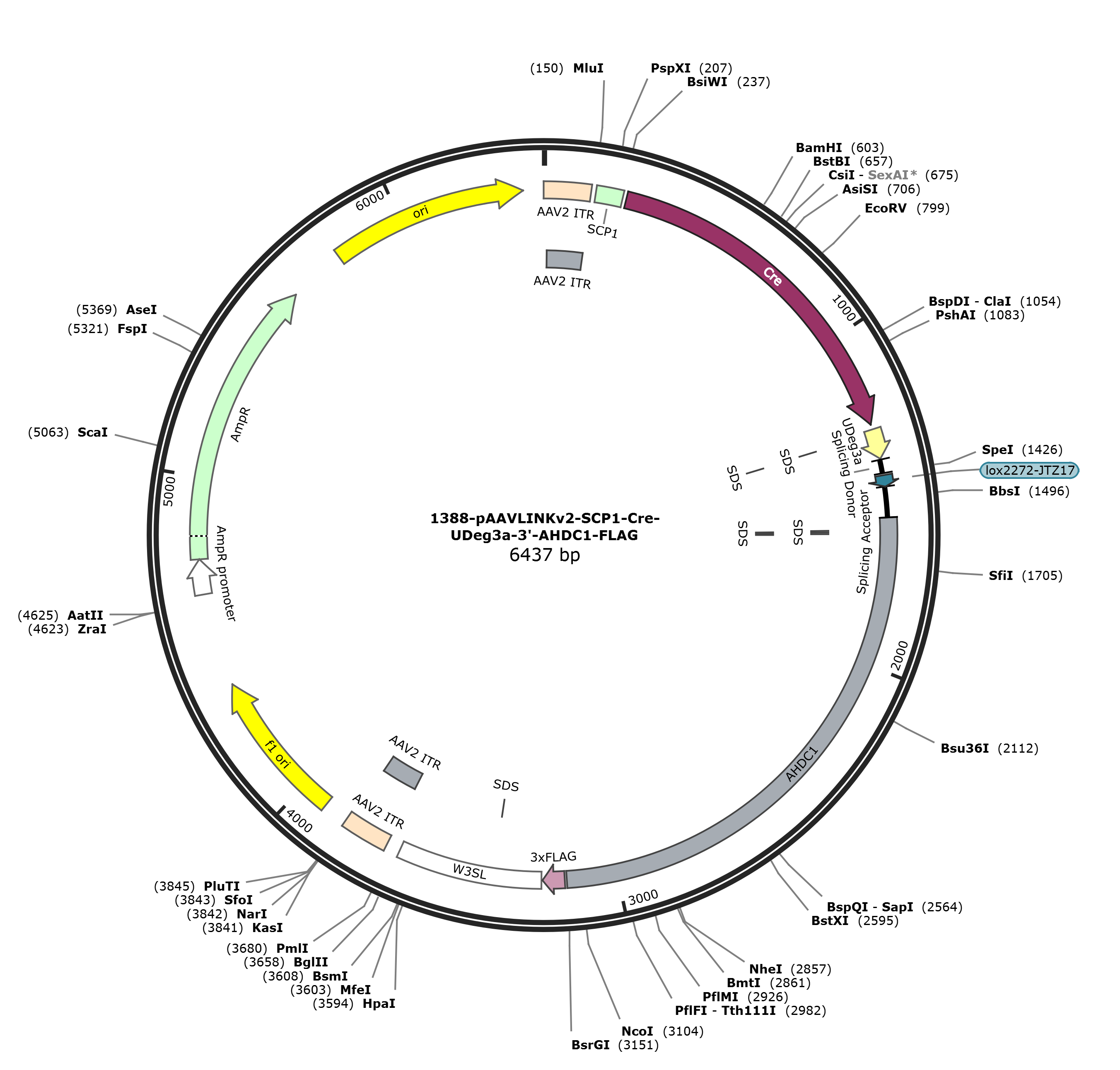 pAAVLINKv2-SCP1-Cre-UDeg3a-3-AHDC1-FLAG载体图谱
