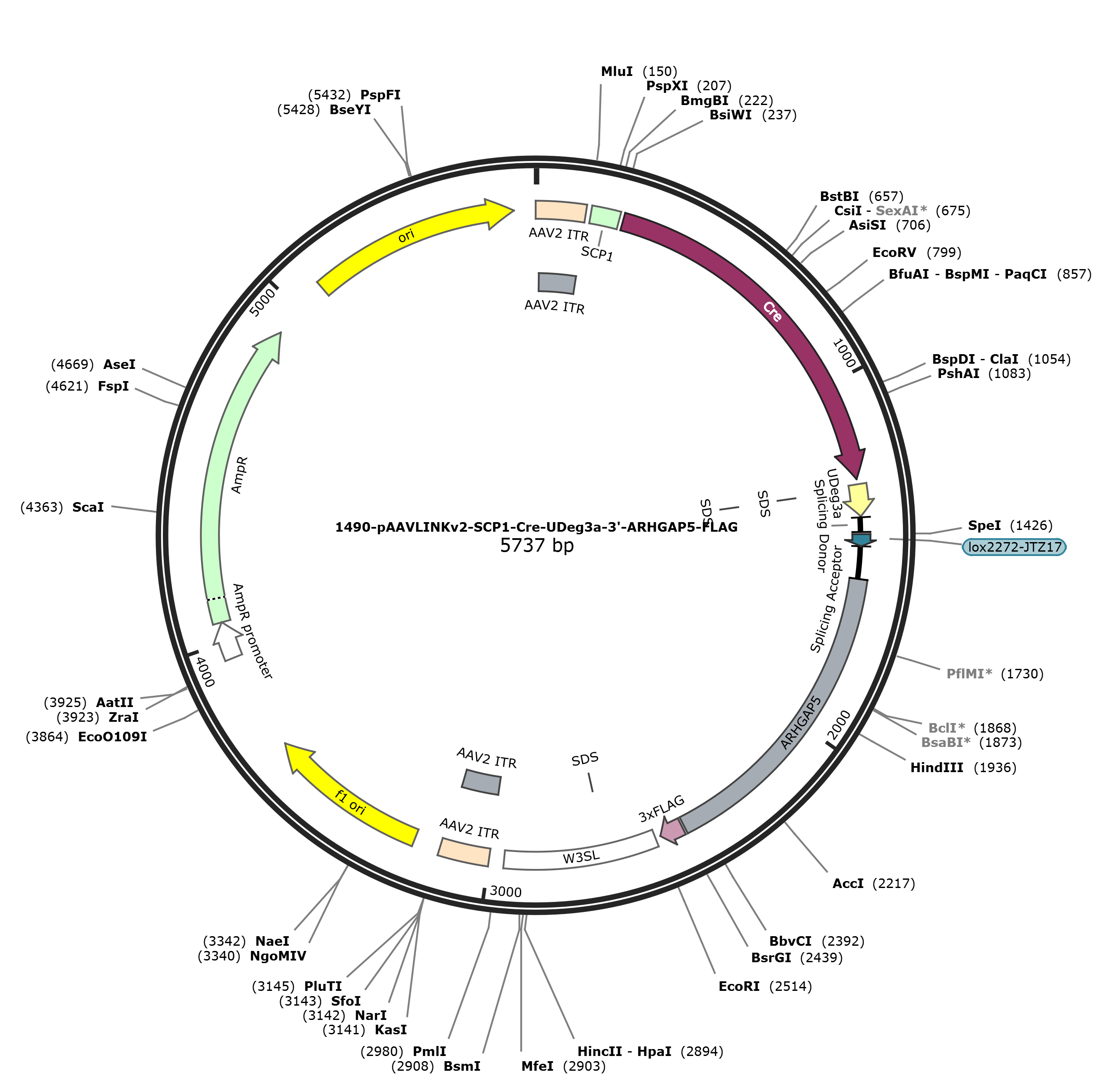 pAAVLINKv2-SCP1-Cre-UDeg3a-3-ARHGAP5-FLAG载体图谱