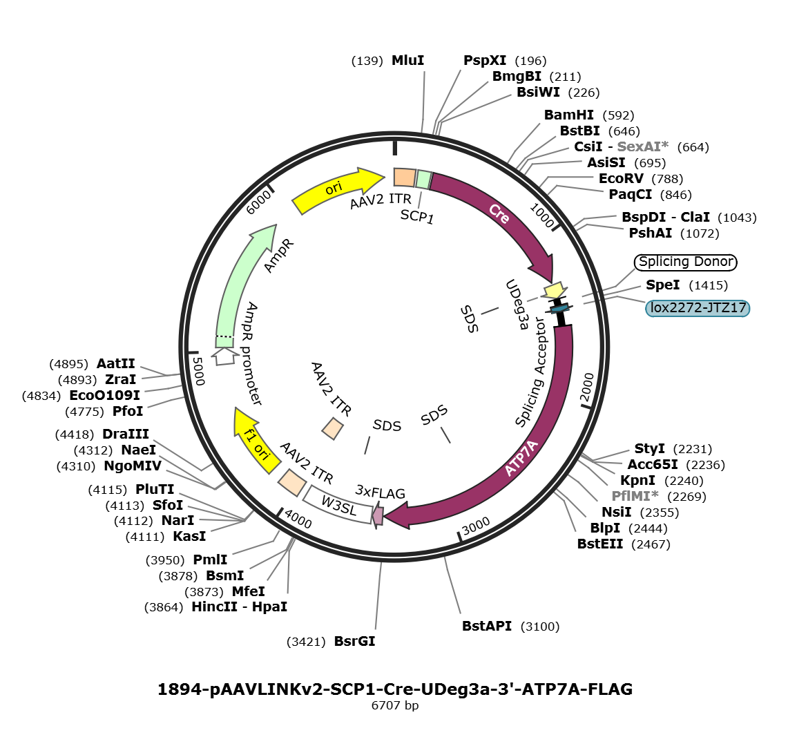 pAAVLINKv2-SCP1-Cre-UDeg3a-3-ATP7A-FLAG载体图谱