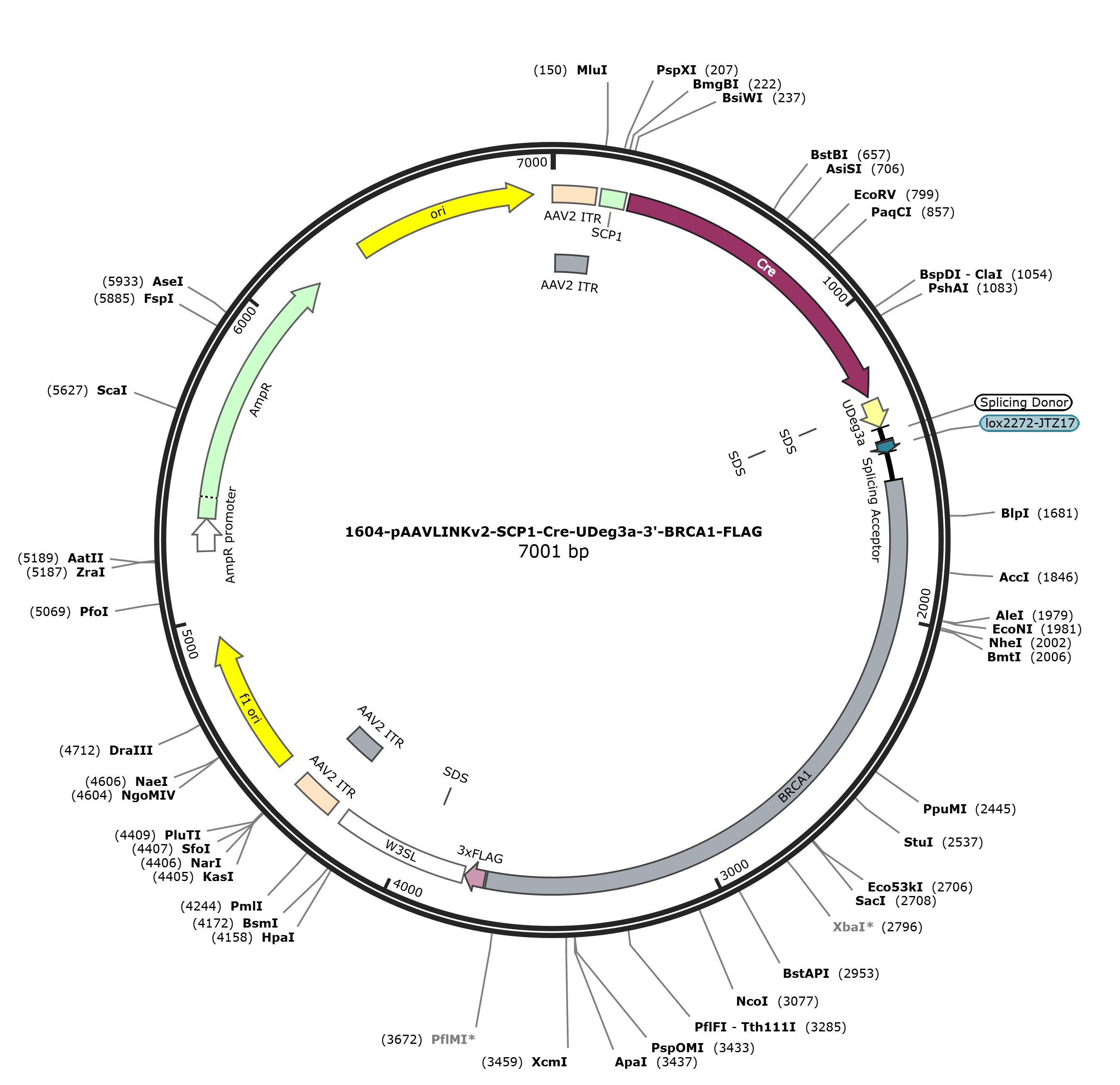 pAAVLINKv2-SCP1-Cre-UDeg3a-3-BRCA1-FLAG载体图谱