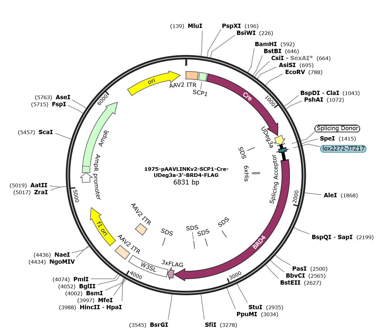 pAAVLINKv2-SCP1-Cre-UDeg3a-3-BRD4-FLAG载体图谱