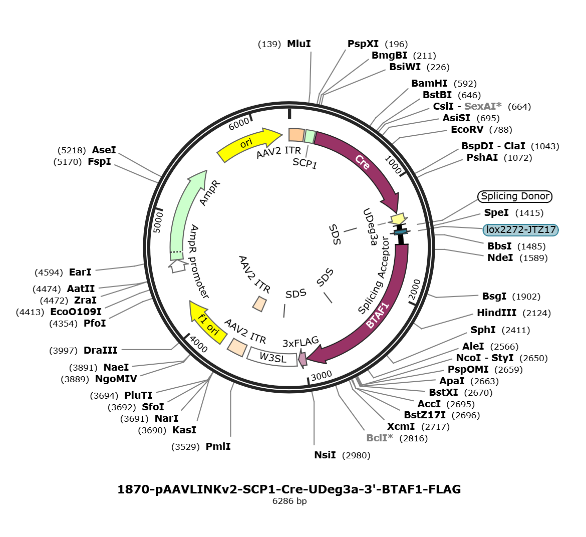 pAAVLINKv2-SCP1-Cre-UDeg3a-3-BTAF1-FLAG载体图谱