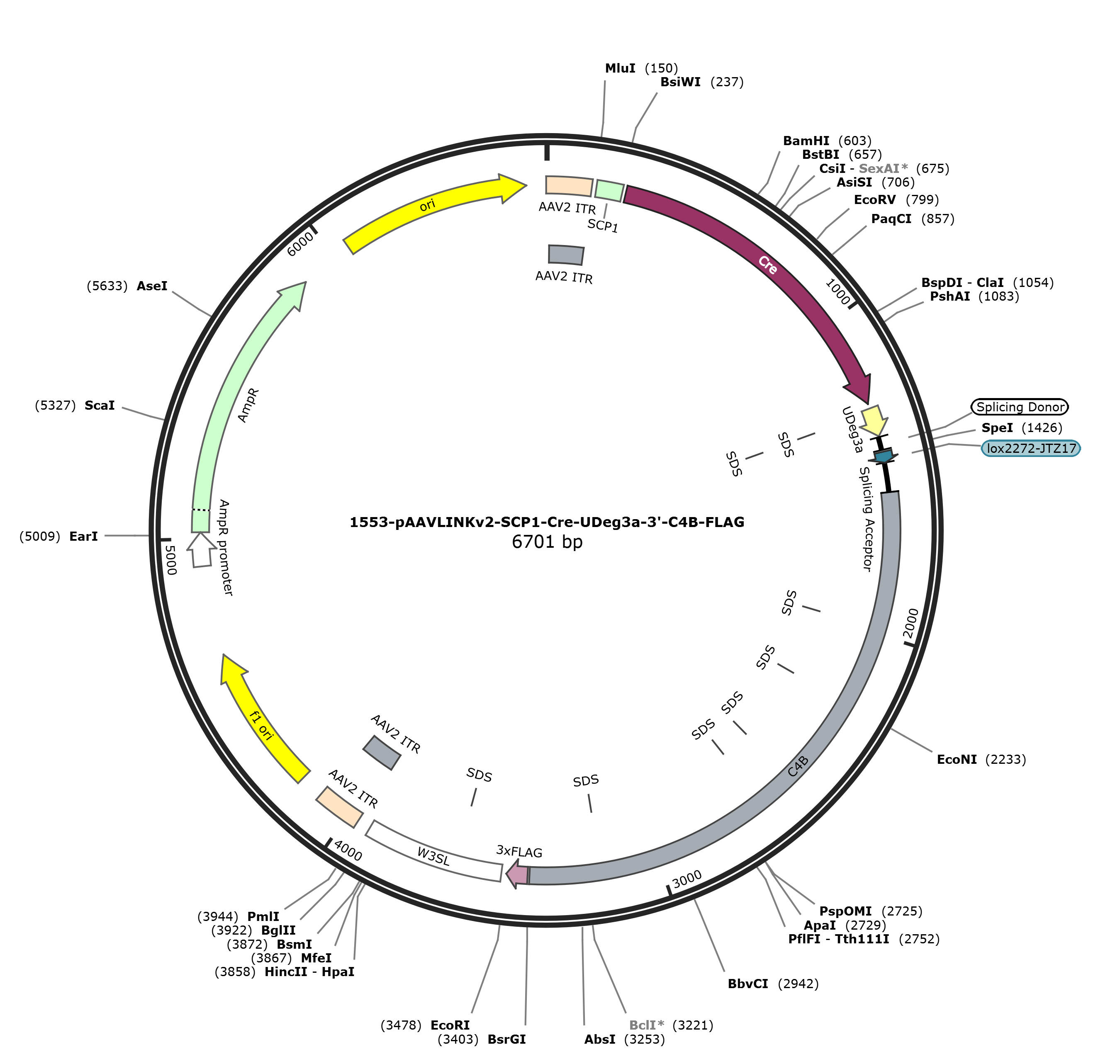 pAAVLINKv2-SCP1-Cre-UDeg3a-3-C4B-FLAG载体图谱