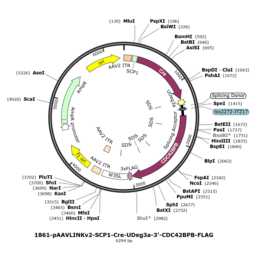 pAAVLINKv2-SCP1-Cre-UDeg3a-3-CDC42BPB-FLAG载体图谱