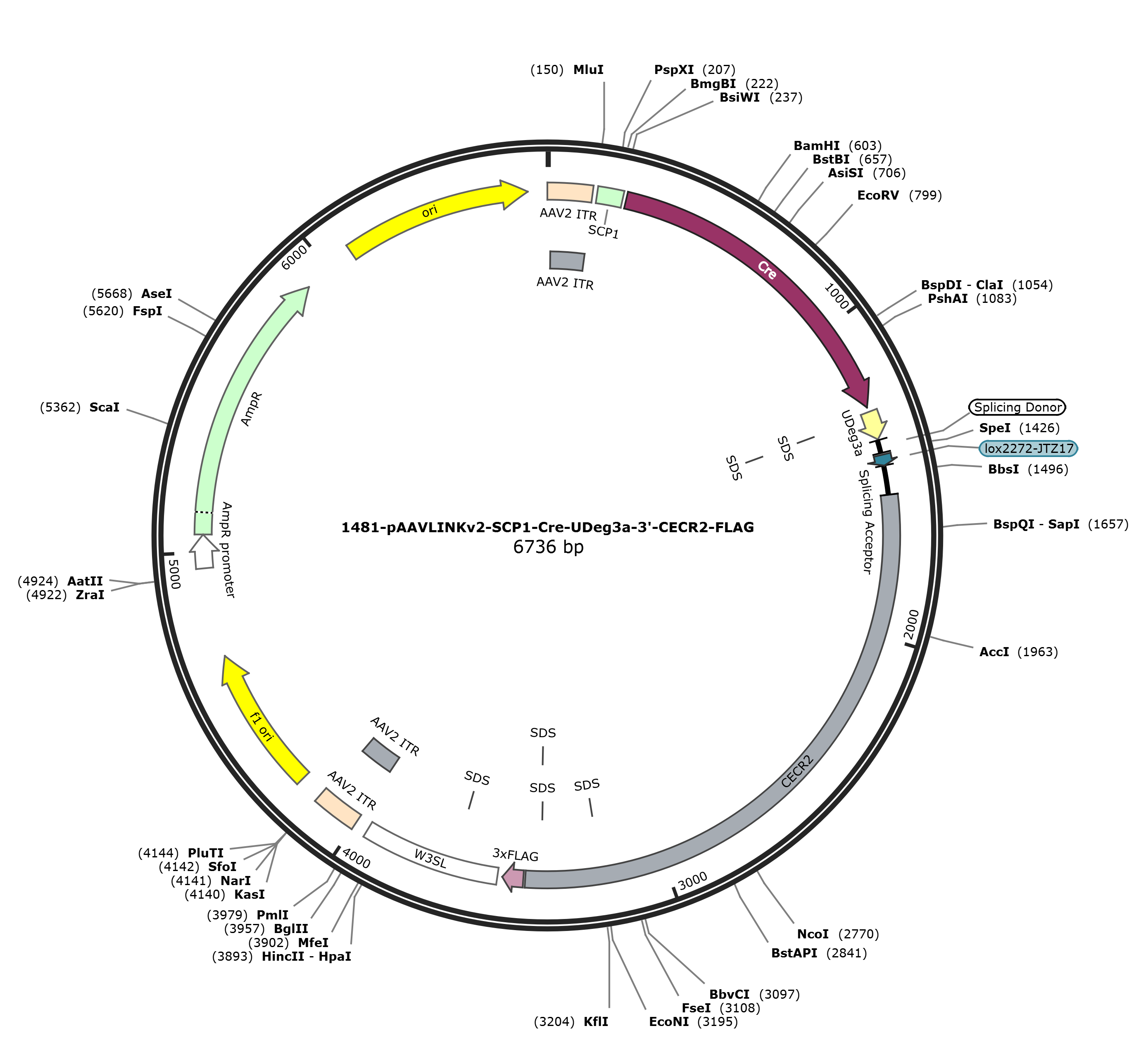 pAAVLINKv2-SCP1-Cre-UDeg3a-3-CECR2-FLAG载体图谱