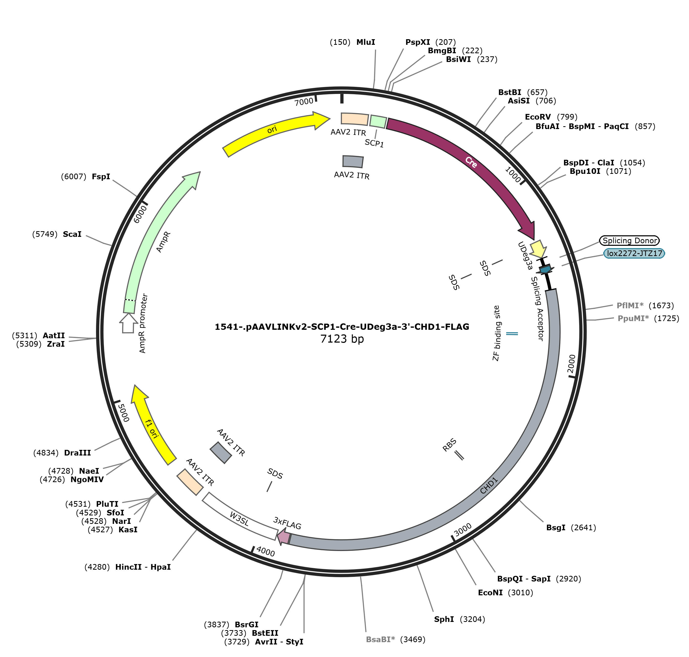 pAAVLINKv2-SCP1-Cre-UDeg3a-3-CHD1-FLAG载体图谱