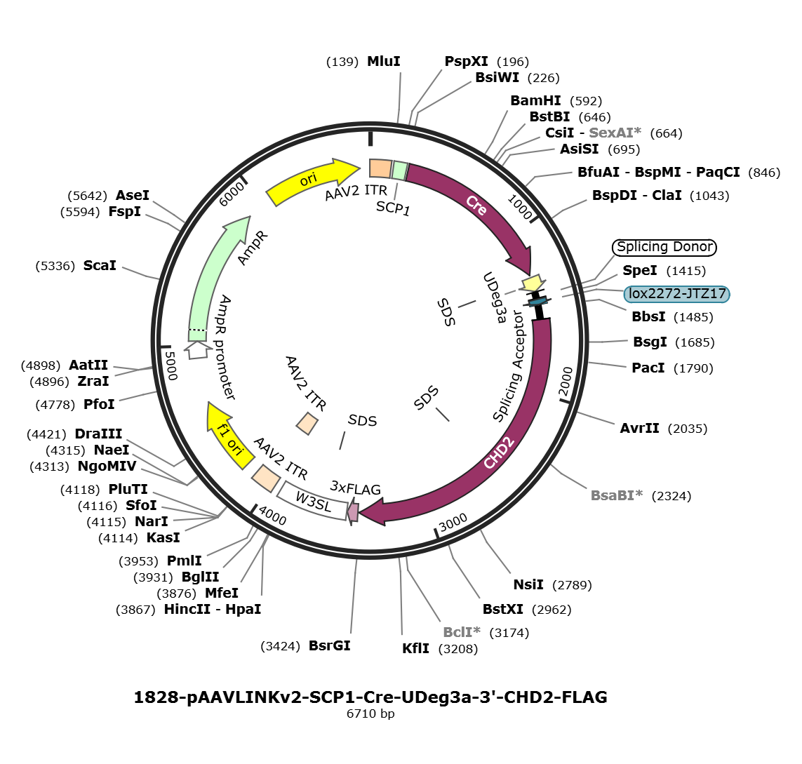 pAAVLINKv2-SCP1-Cre-UDeg3a-3-CHD2-FLAG载体图谱