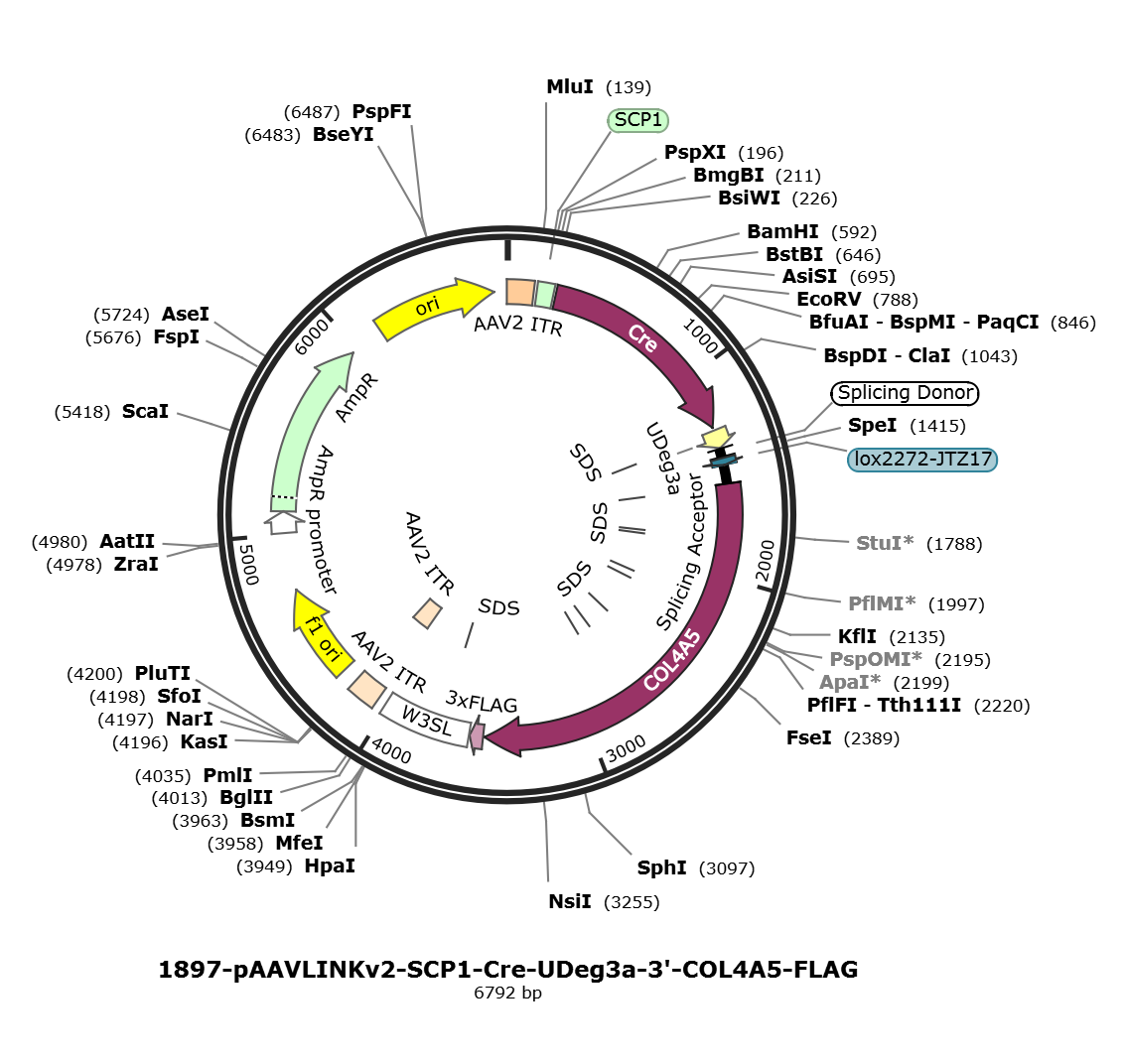 pAAVLINKv2-SCP1-Cre-UDeg3a-3-COL4A5-FLAG载体图谱