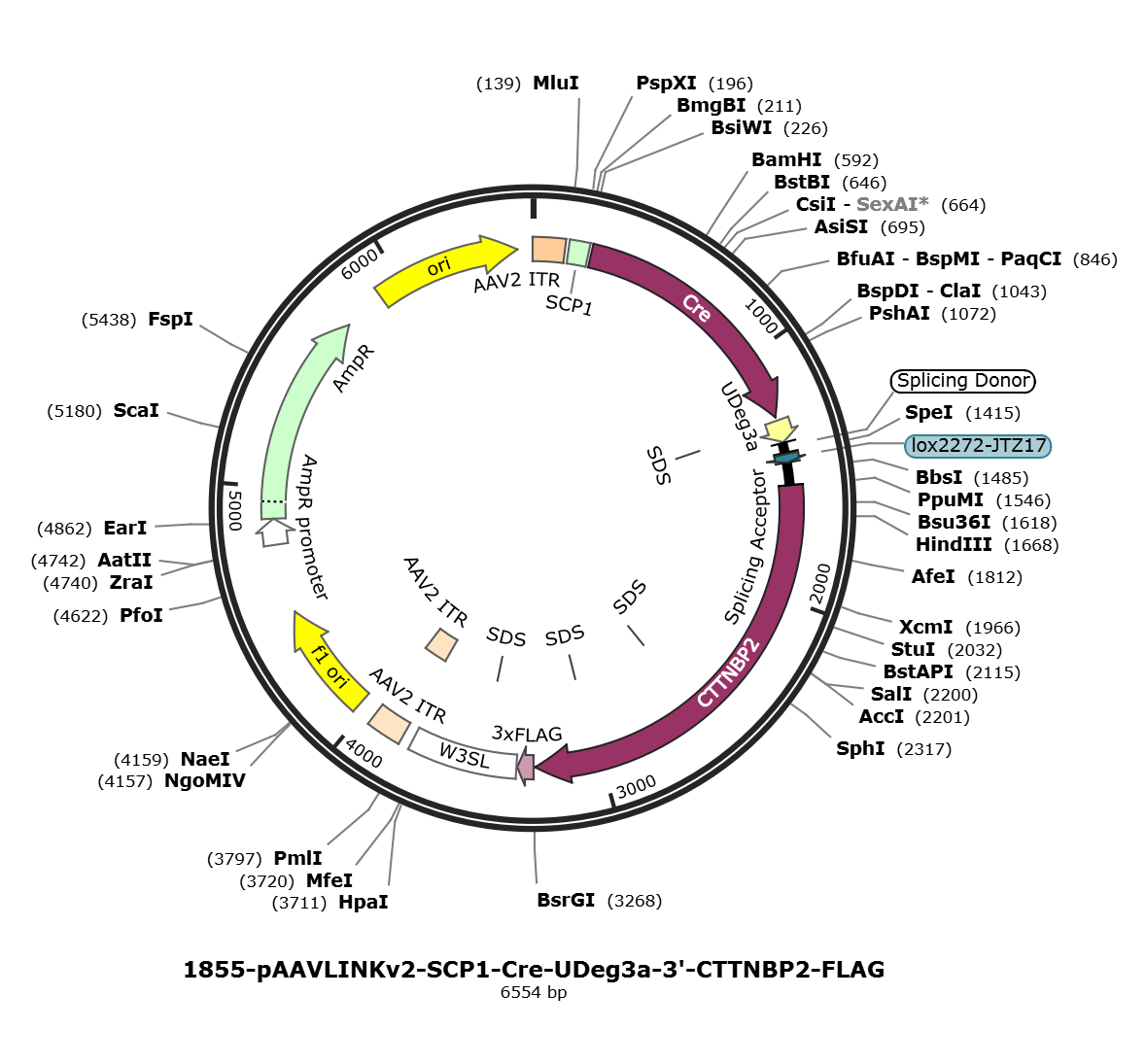 pAAVLINKv2-SCP1-Cre-UDeg3a-3-CTTNBP2-FLAG载体图谱