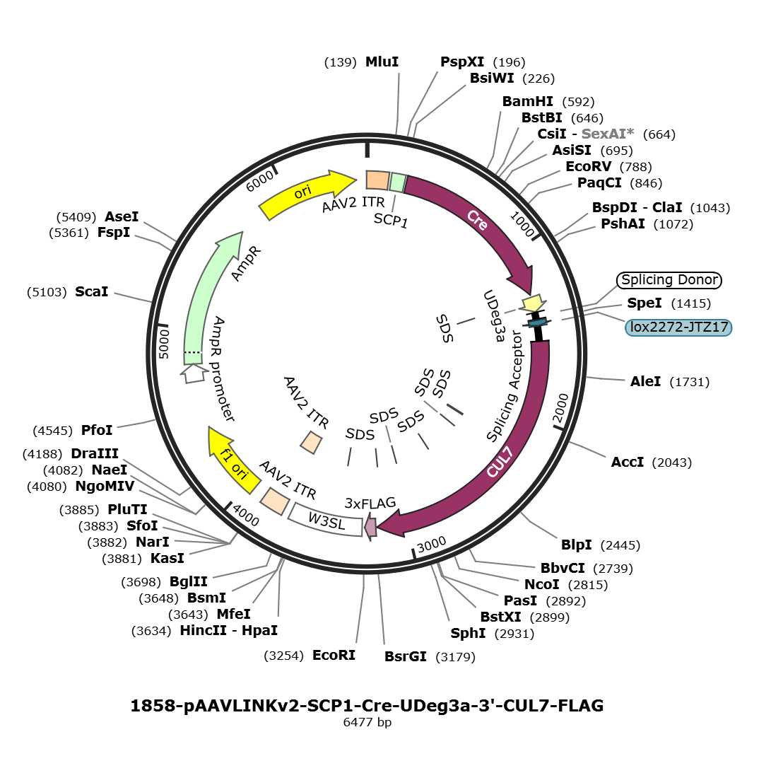 pAAVLINKv2-SCP1-Cre-UDeg3a-3-CUL7-FLAG载体图谱