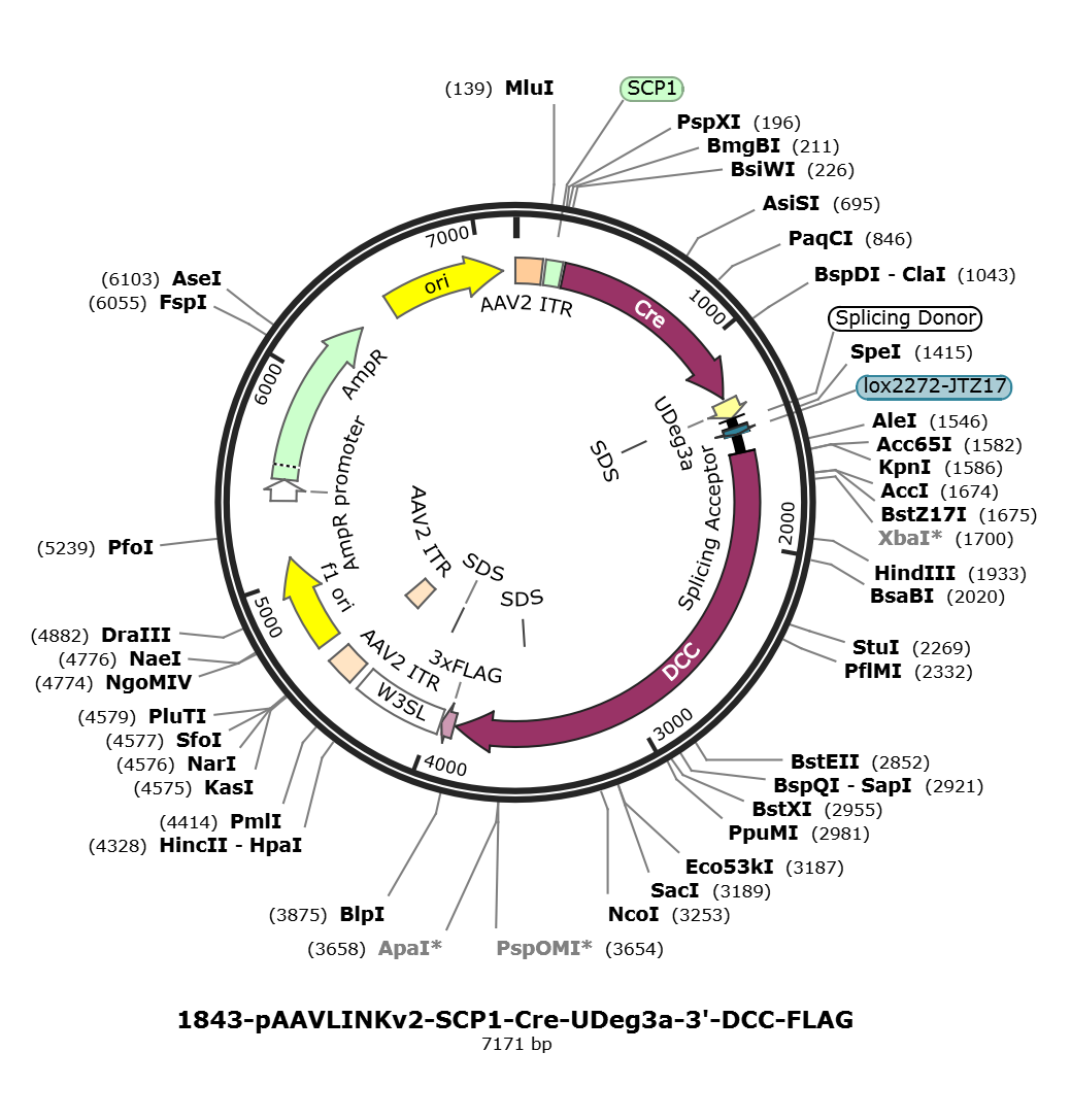 pAAVLINKv2-SCP1-Cre-UDeg3a-3-DCC-FLAG载体图谱