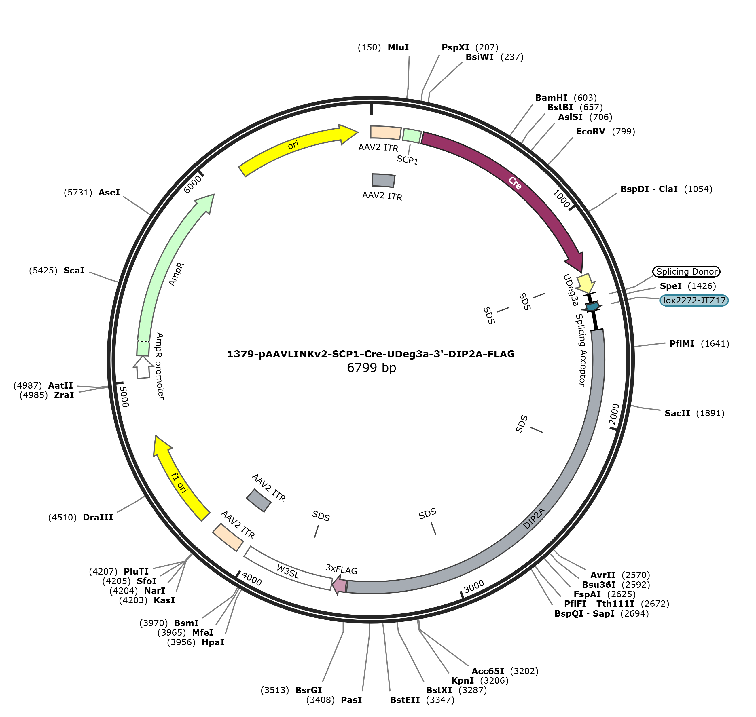 pAAVLINKv2-SCP1-Cre-UDeg3a-3-DIP2A-FLAG载体图谱