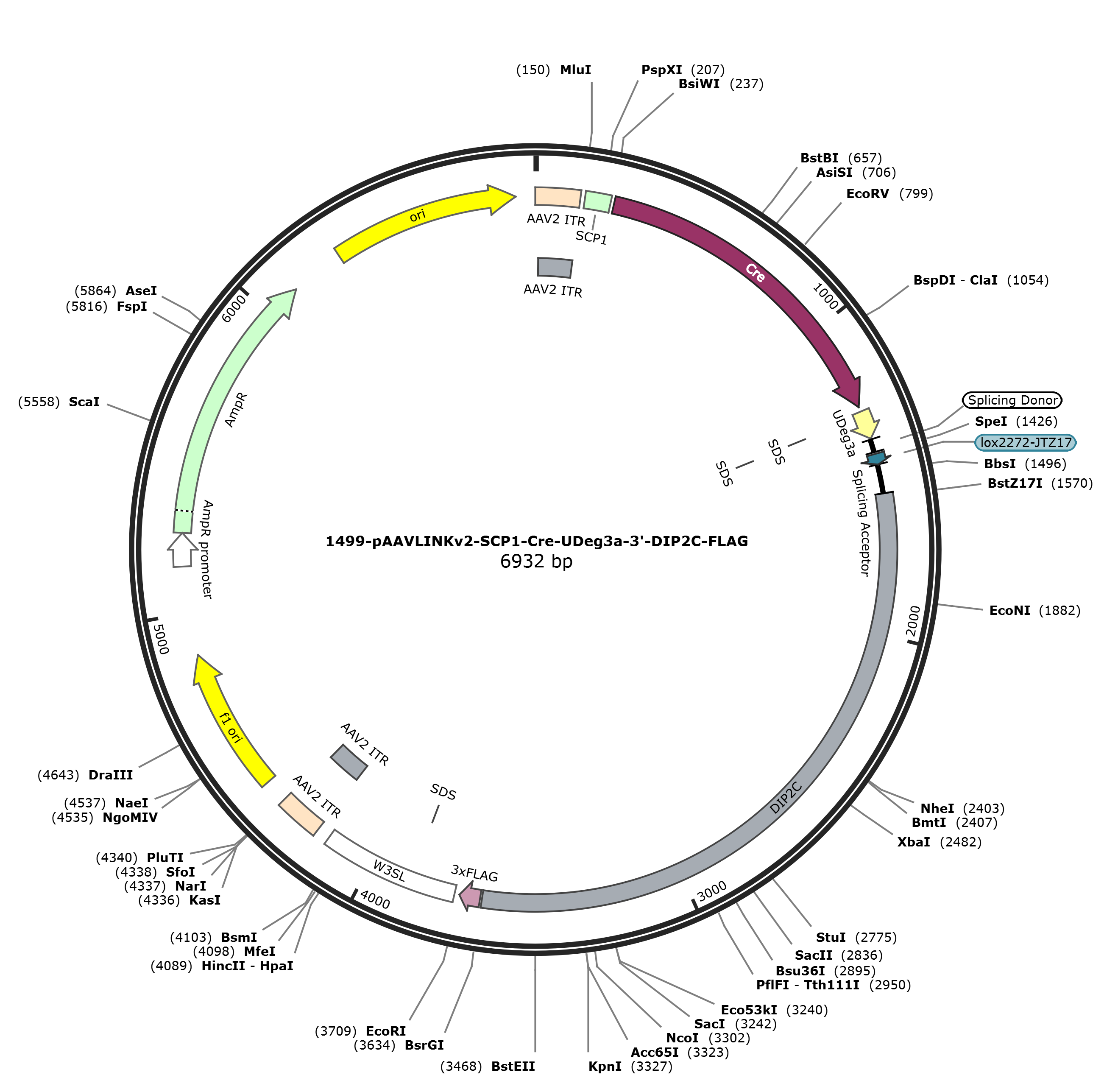 pAAVLINKv2-SCP1-Cre-UDeg3a-3-DIP2C-FLAG载体图谱