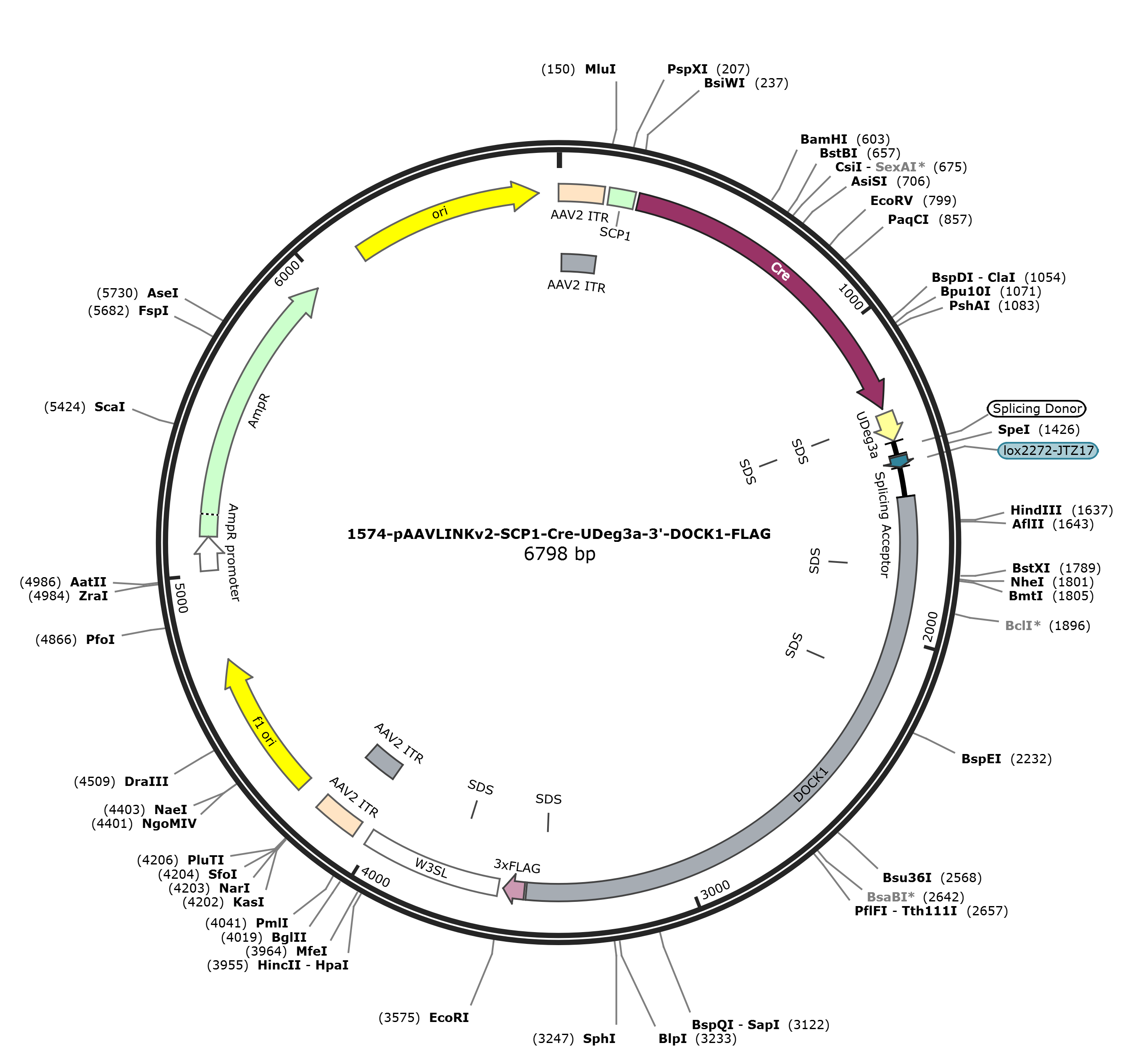 pAAVLINKv2-SCP1-Cre-UDeg3a-3-DOCK1-FLAG载体图谱