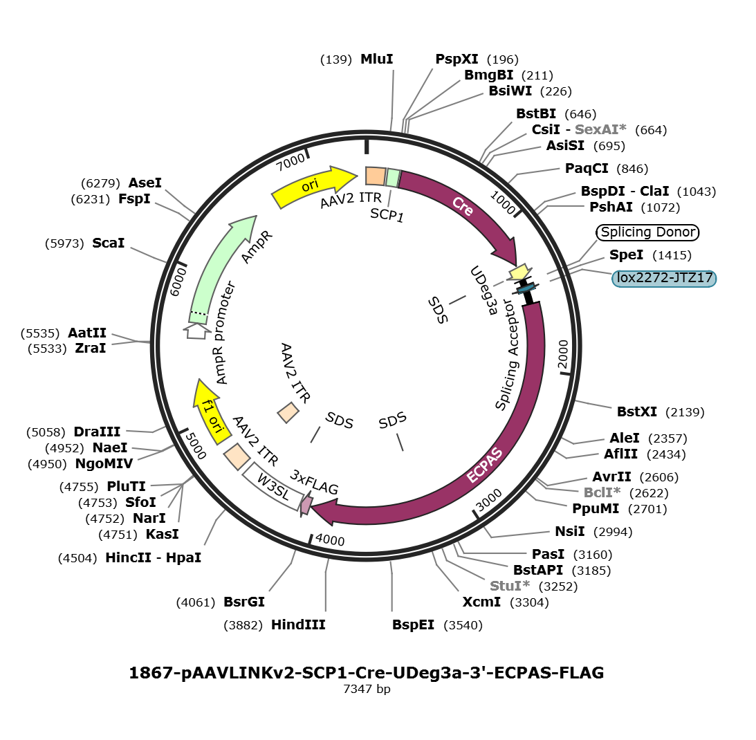 pAAVLINKv2-SCP1-Cre-UDeg3a-3-ECPAS-FLAG载体图谱