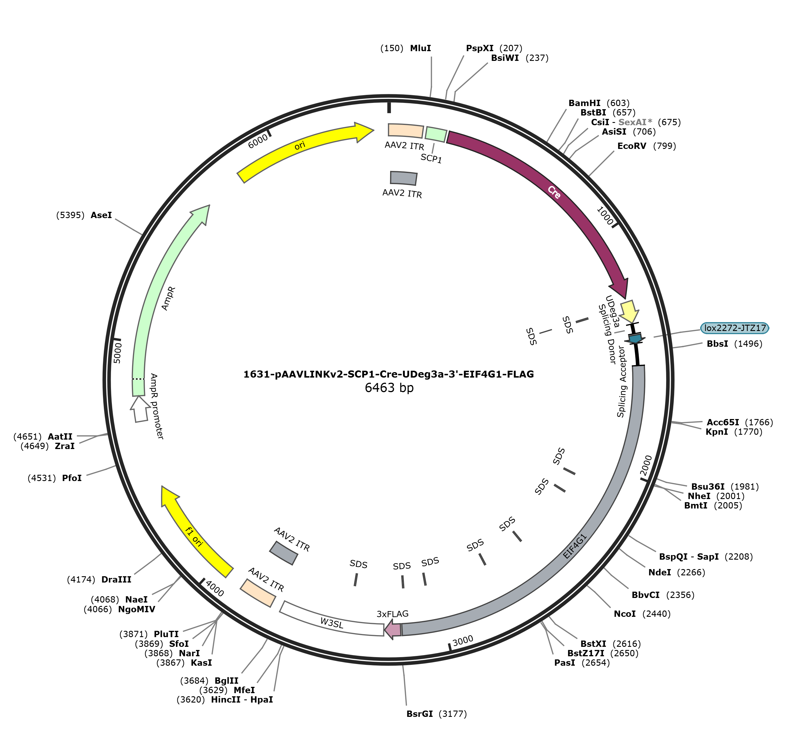 pAAVLINKv2-SCP1-Cre-UDeg3a-3-EIF4G1-FLAG载体图谱