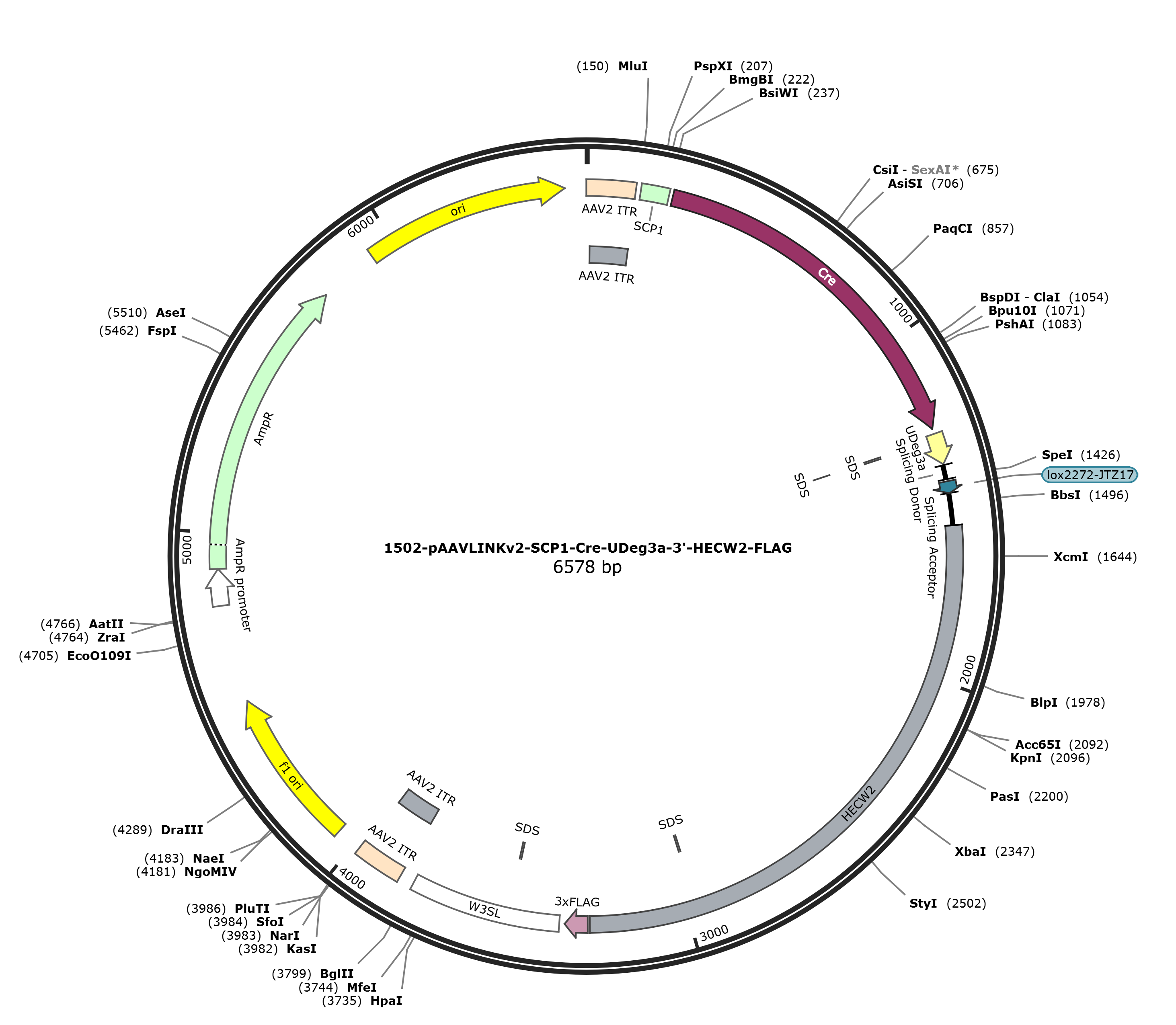 pAAVLINKv2-SCP1-Cre-UDeg3a-3-HECW2-FLAG载体图谱