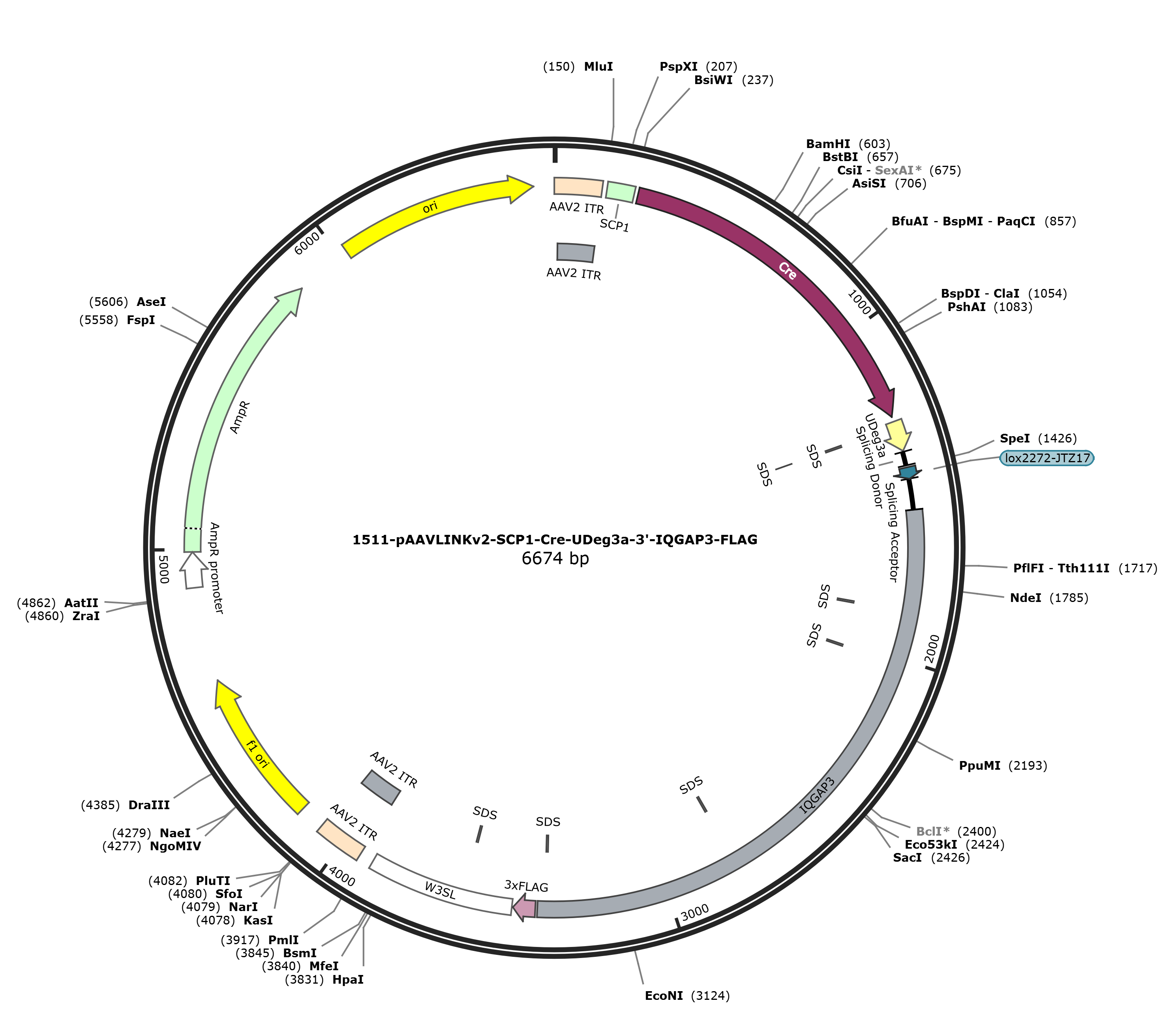 pAAVLINKv2-SCP1-Cre-UDeg3a-3-IQGAP3-FLAG载体图谱