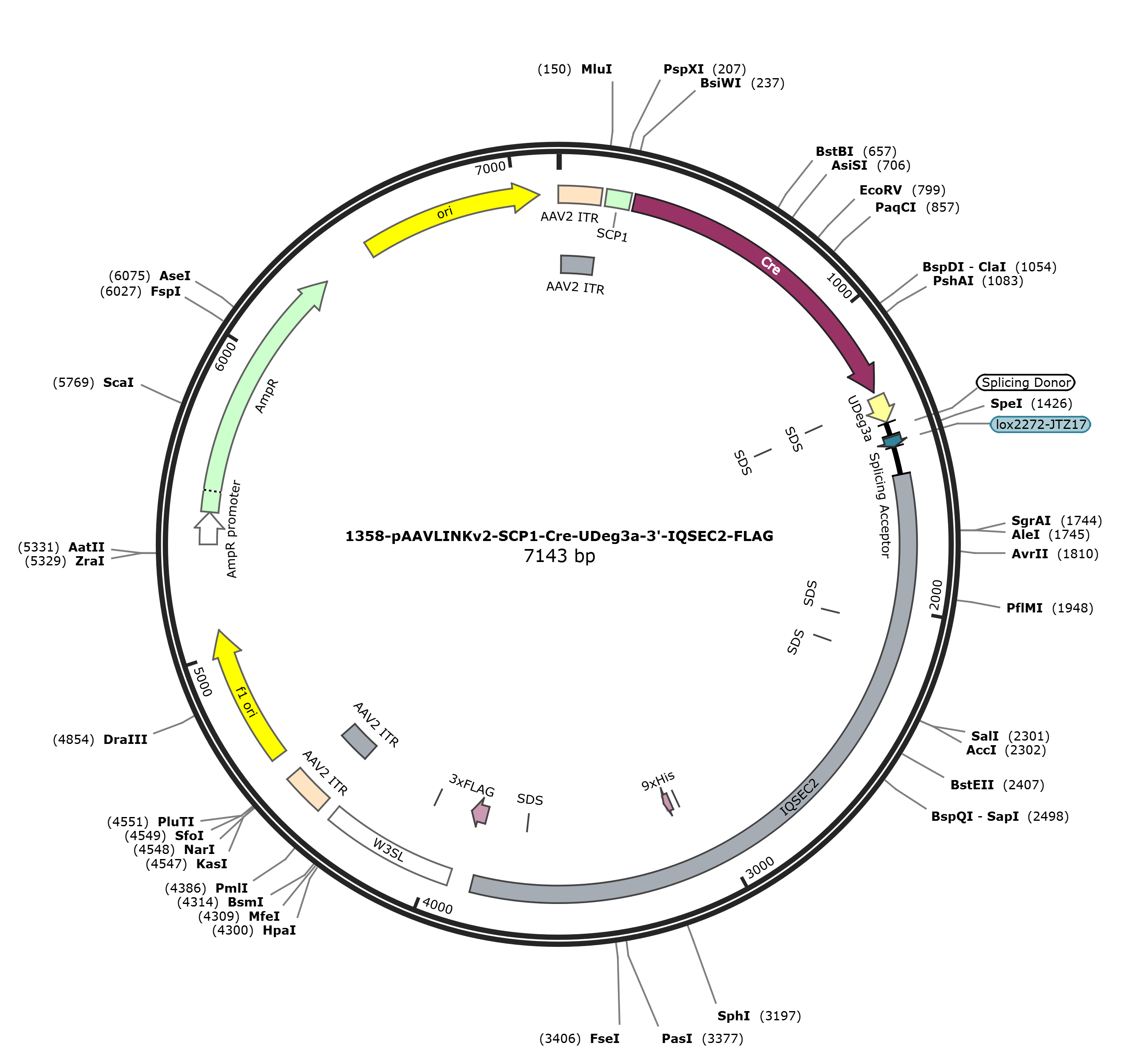 pAAVLINKv2-SCP1-Cre-UDeg3a-3-IQSEC2-FLAG载体图谱
