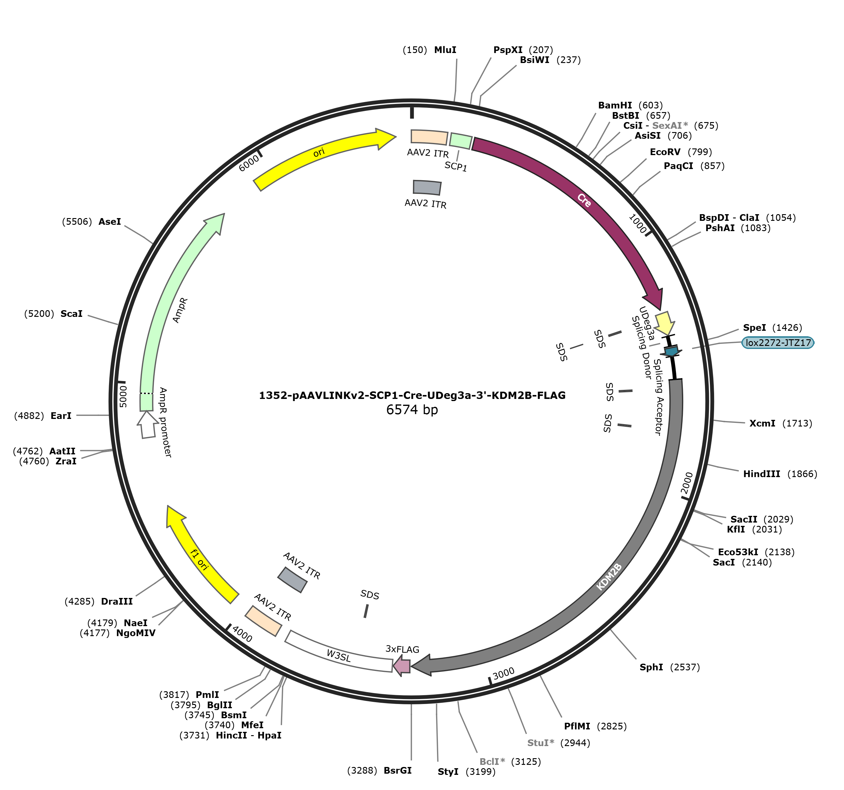 pAAVLINKv2-SCP1-Cre-UDeg3a-3-KDM2B-FLAG载体图谱