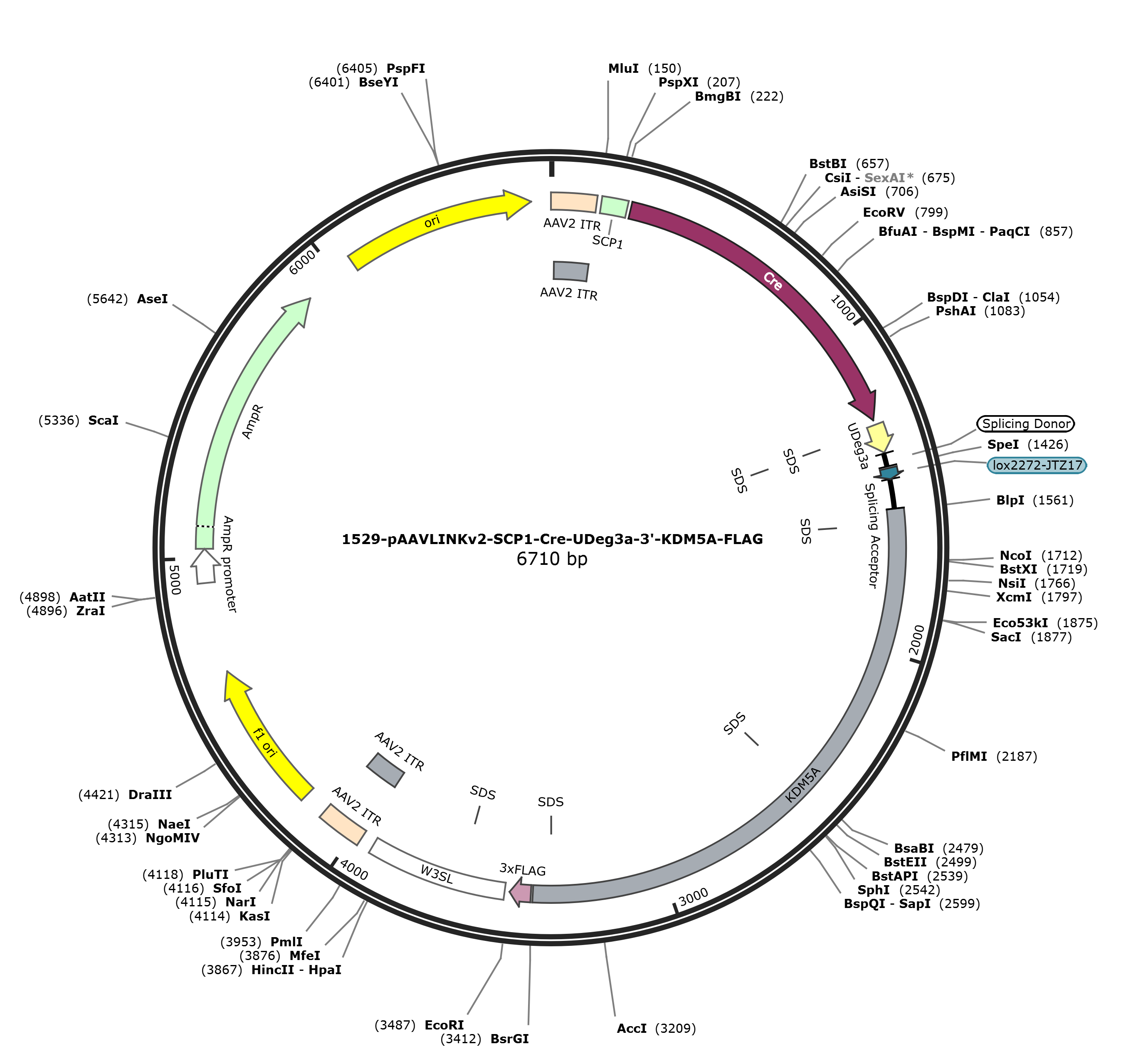pAAVLINKv2-SCP1-Cre-UDeg3a-3-KDM5A-FLAG载体图谱