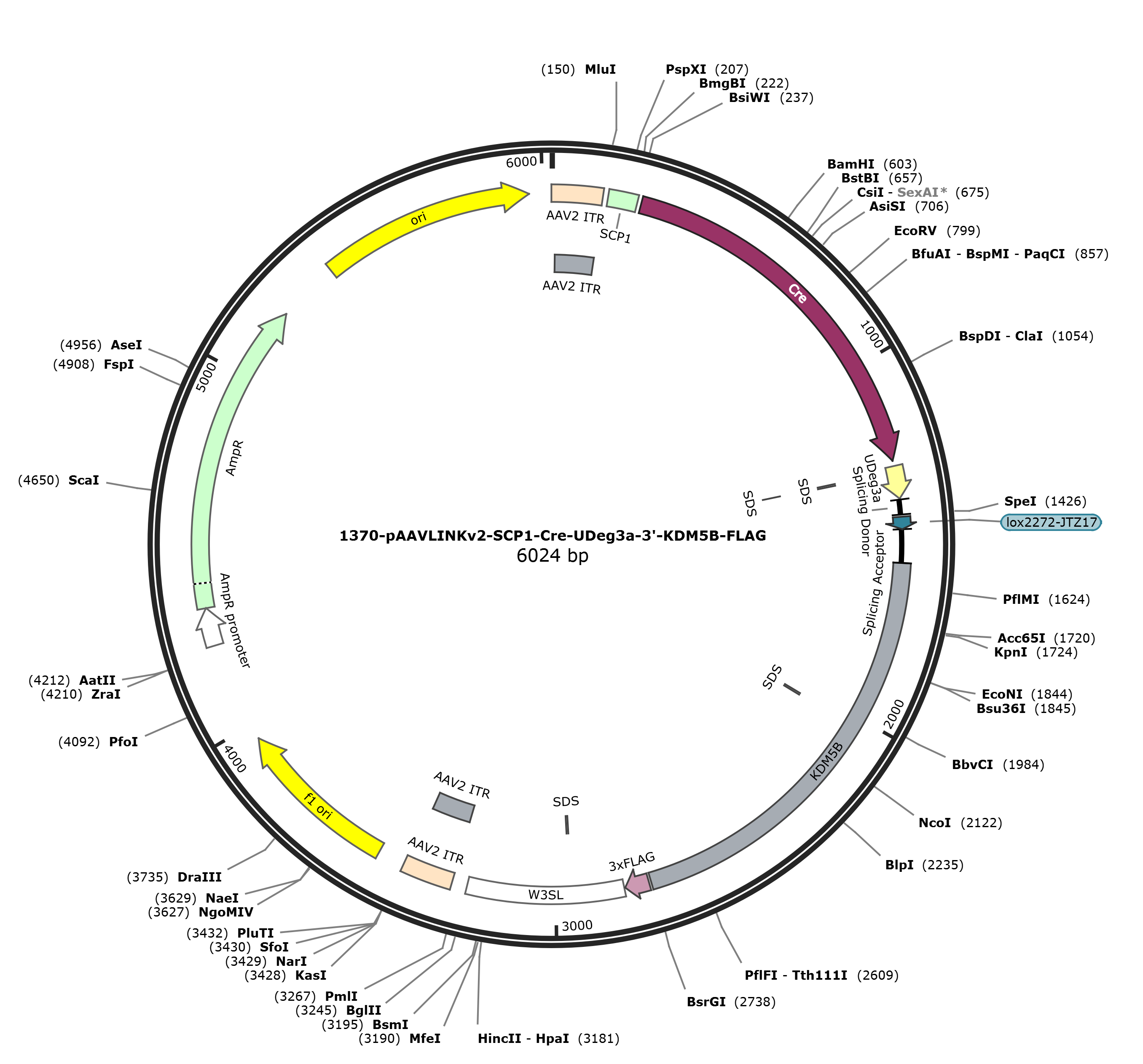pAAVLINKv2-SCP1-Cre-UDeg3a-3-KDM5B-FLAG载体图谱