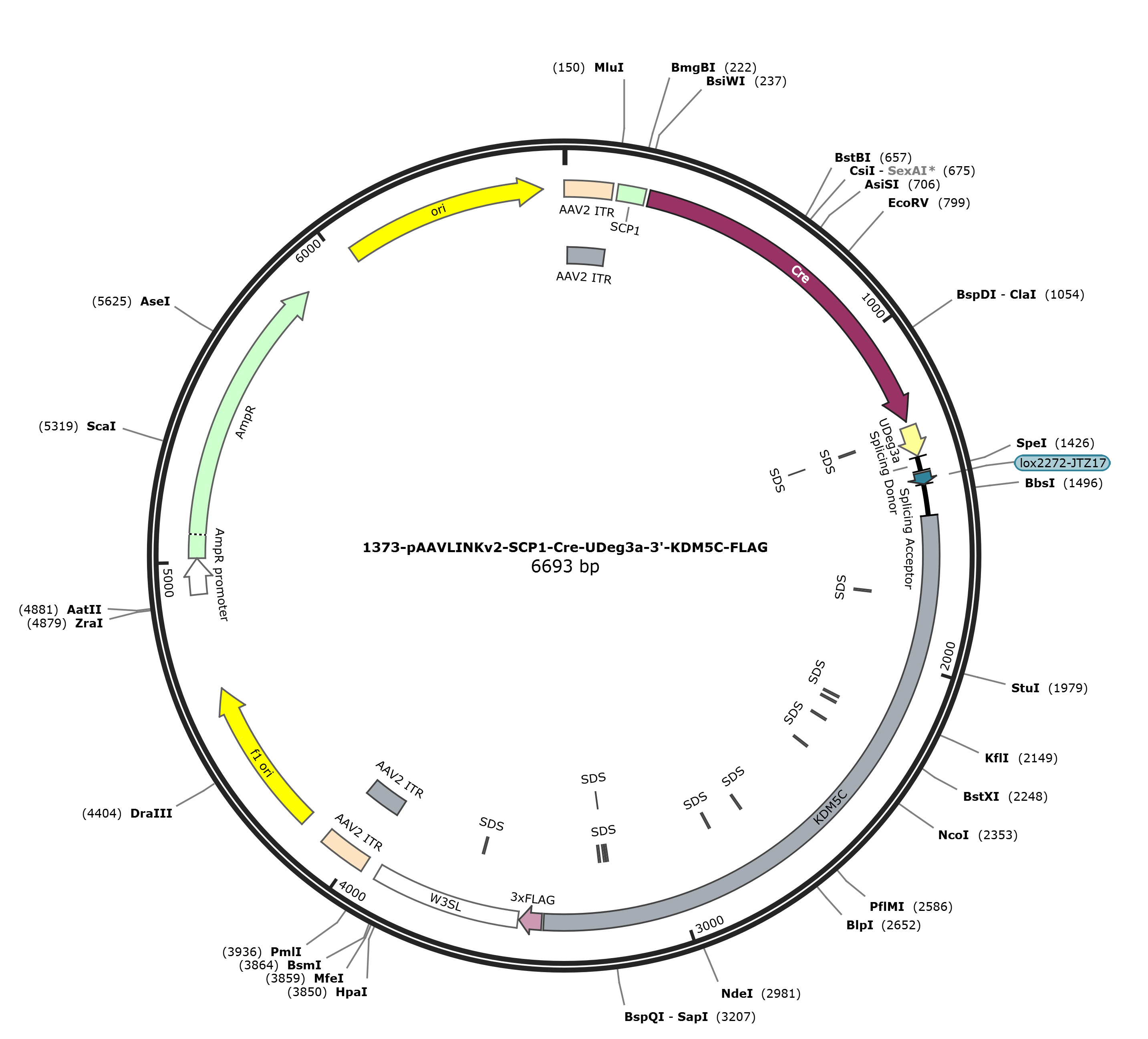 pAAVLINKv2-SCP1-Cre-UDeg3a-3-KDM5C-FLAG载体图谱