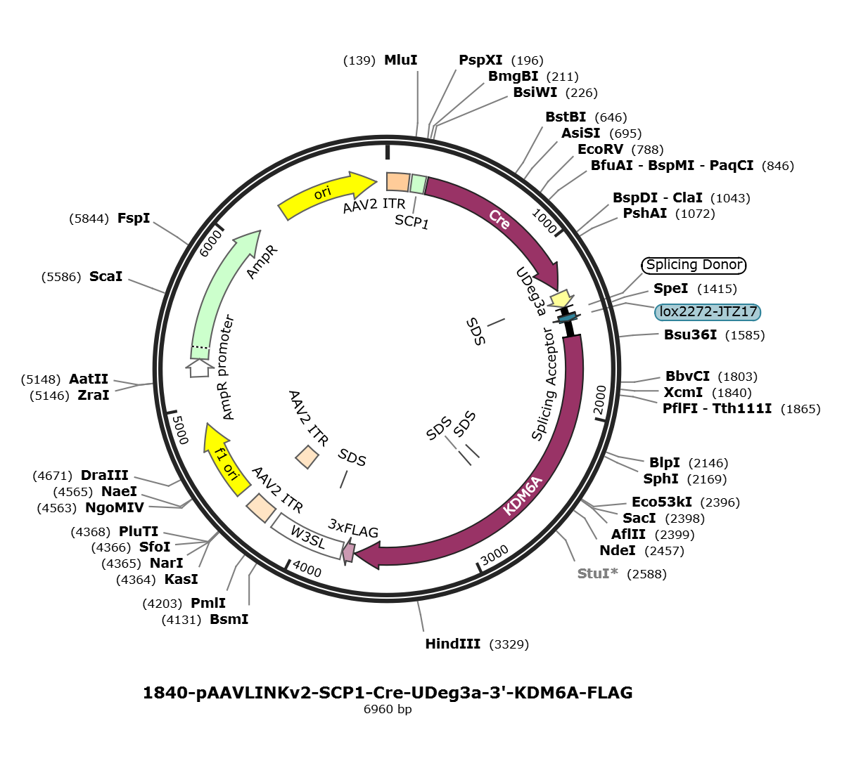 pAAVLINKv2-SCP1-Cre-UDeg3a-3-KDM6A-FLAG载体图谱