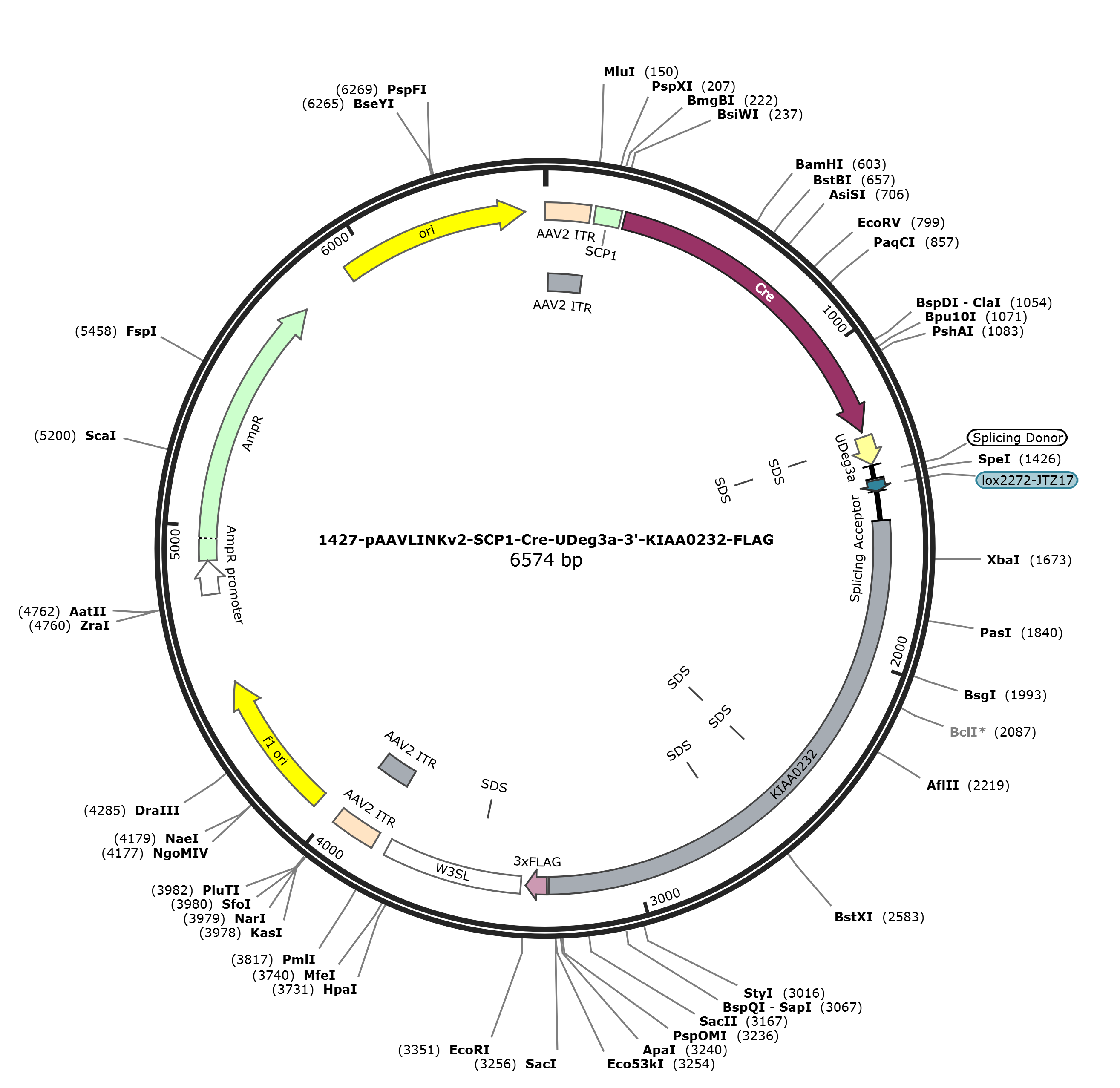pAAVLINKv2-SCP1-Cre-UDeg3a-3-KIAA0232-FLAG载体图谱