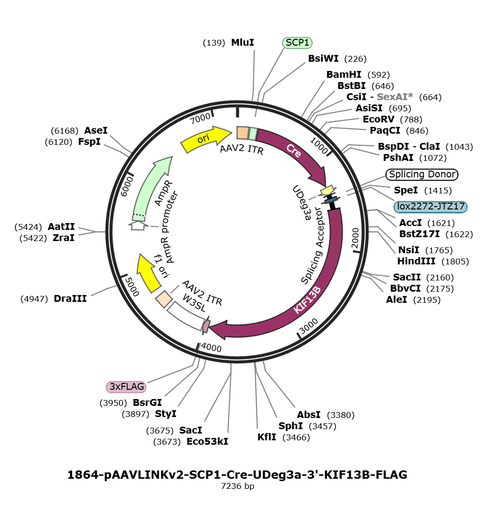 pAAVLINKv2-SCP1-Cre-UDeg3a-3-KIF13B-FLAG载体图谱