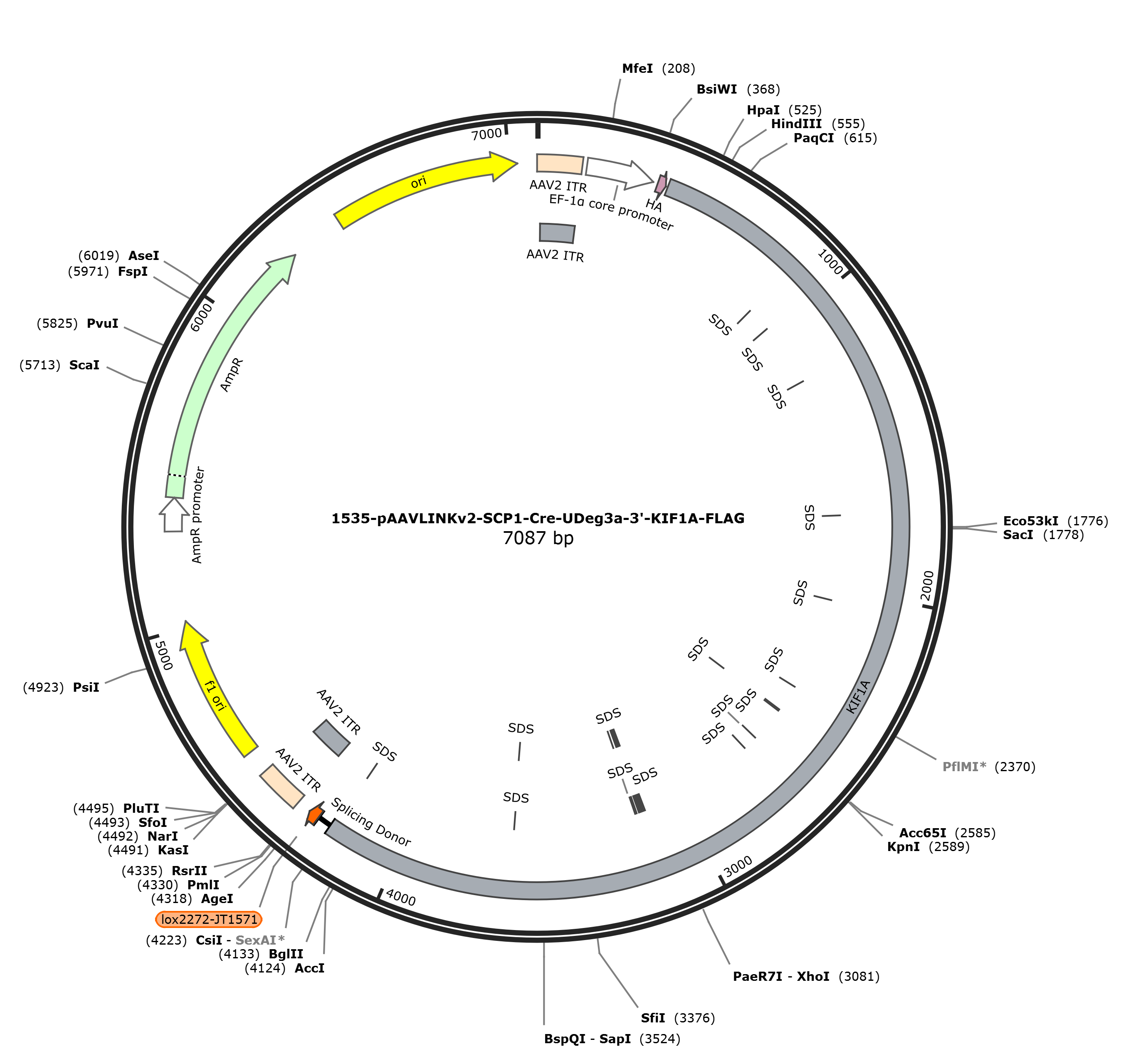 pAAVLINKv2-SCP1-Cre-UDeg3a-3-KIF1A-FLAG载体图谱