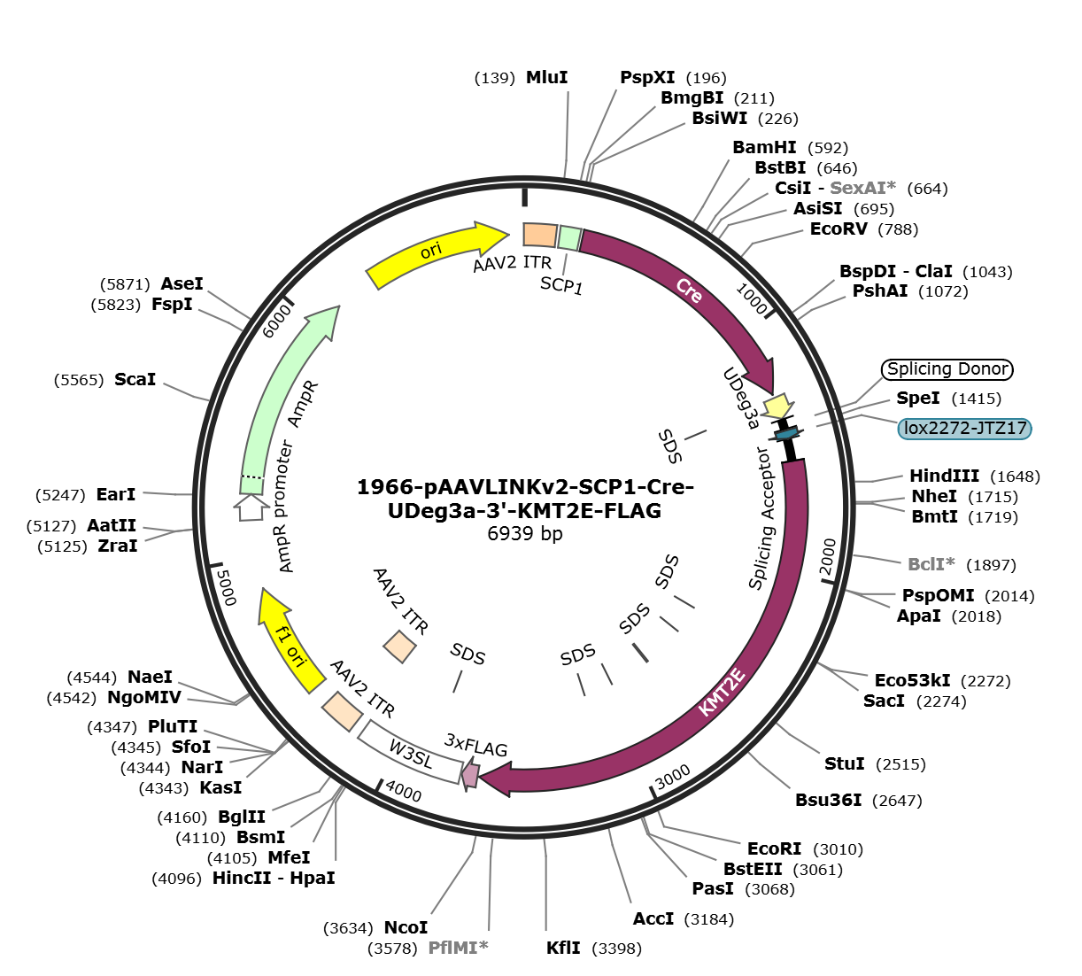 pAAVLINKv2-SCP1-Cre-UDeg3a-3-KMT2E-FLAG载体图谱